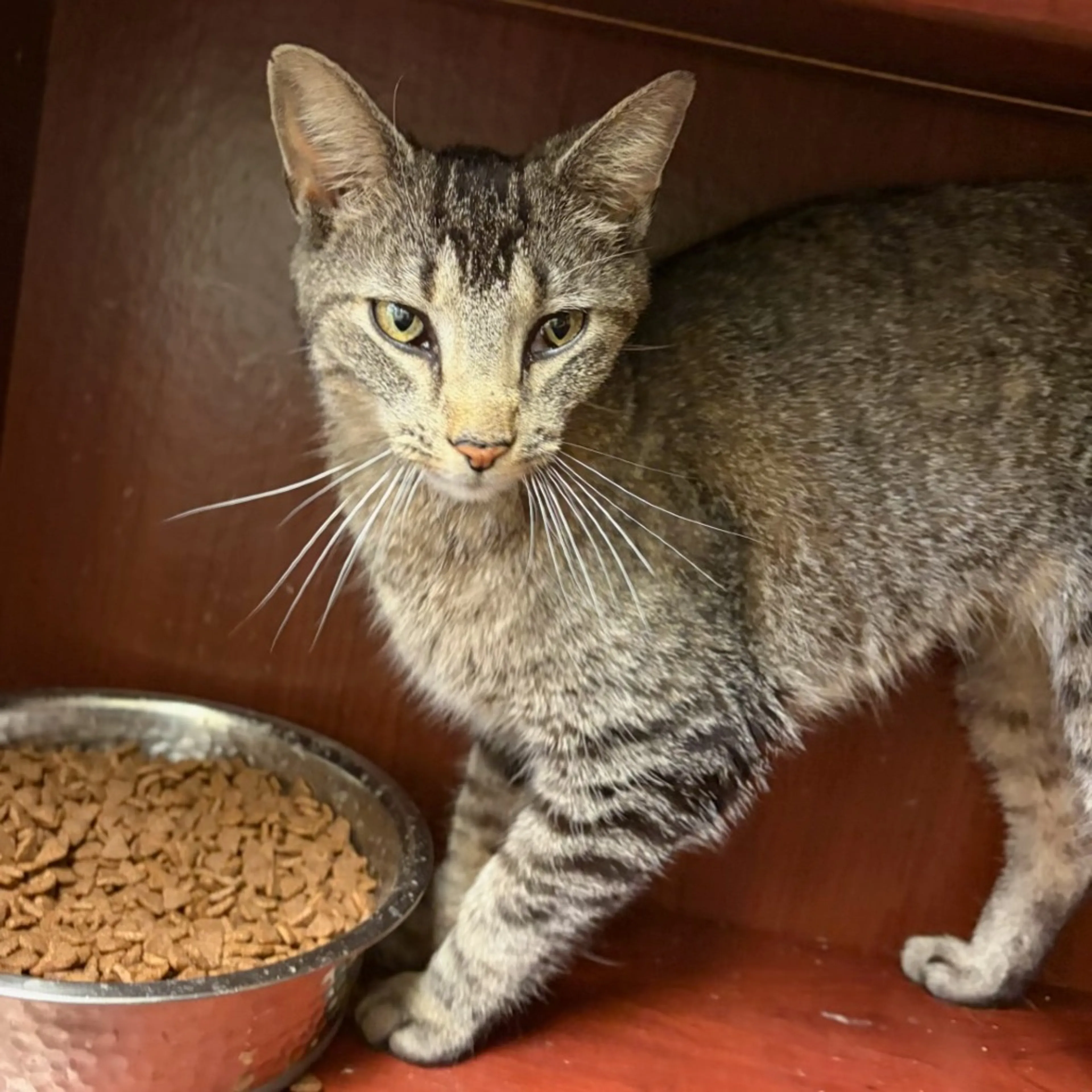 Found pet-4