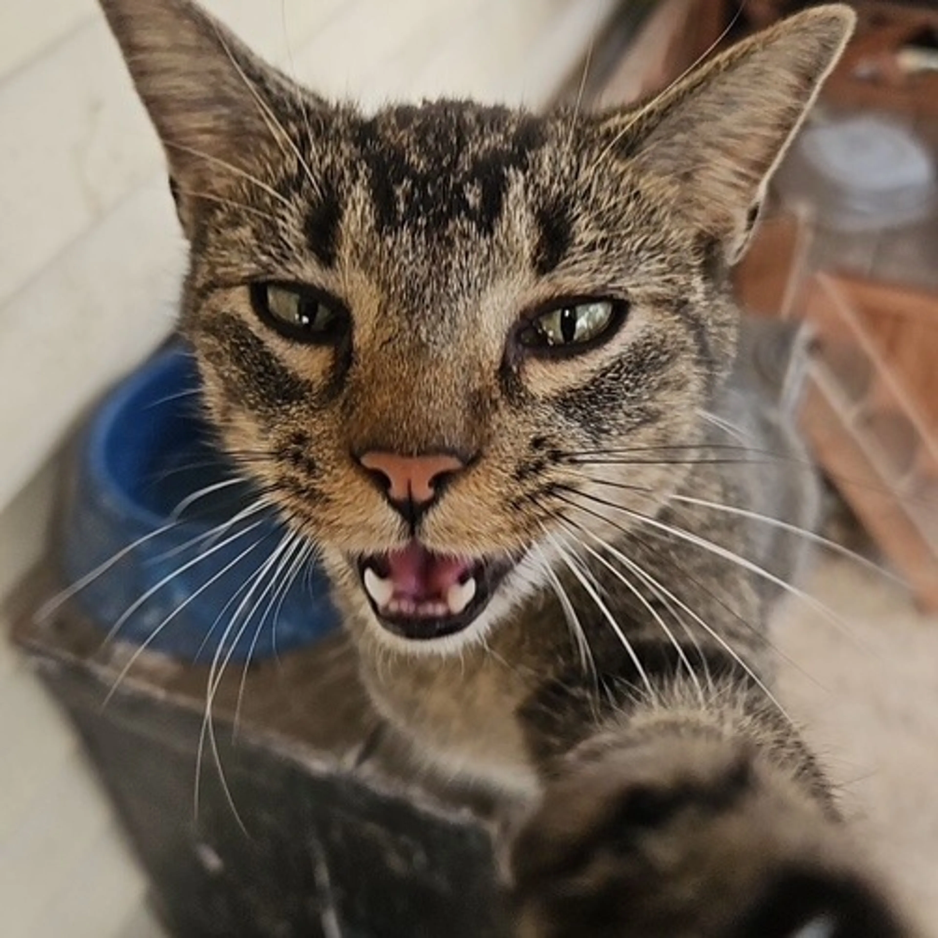Found pet-1