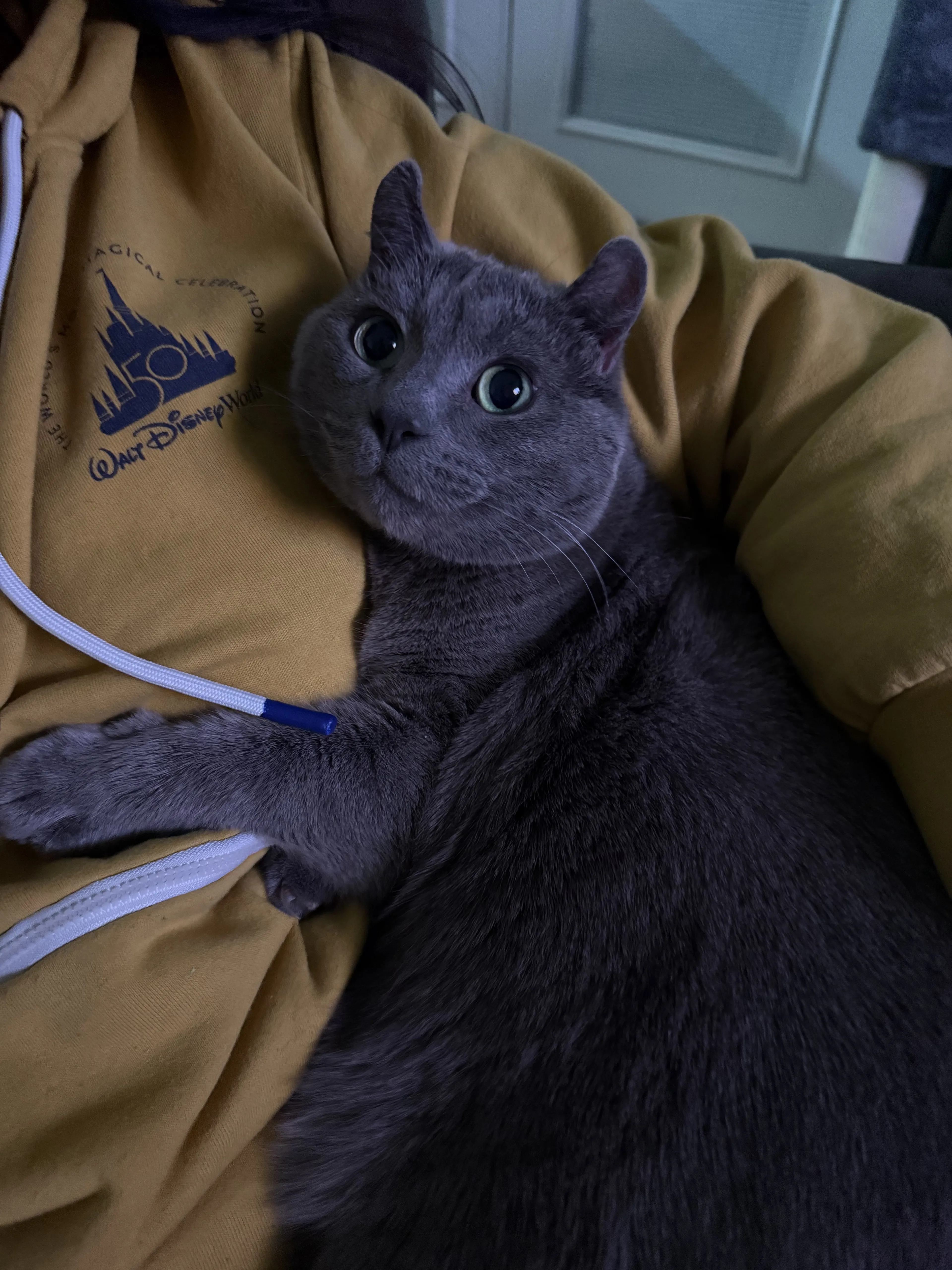 Lost pet