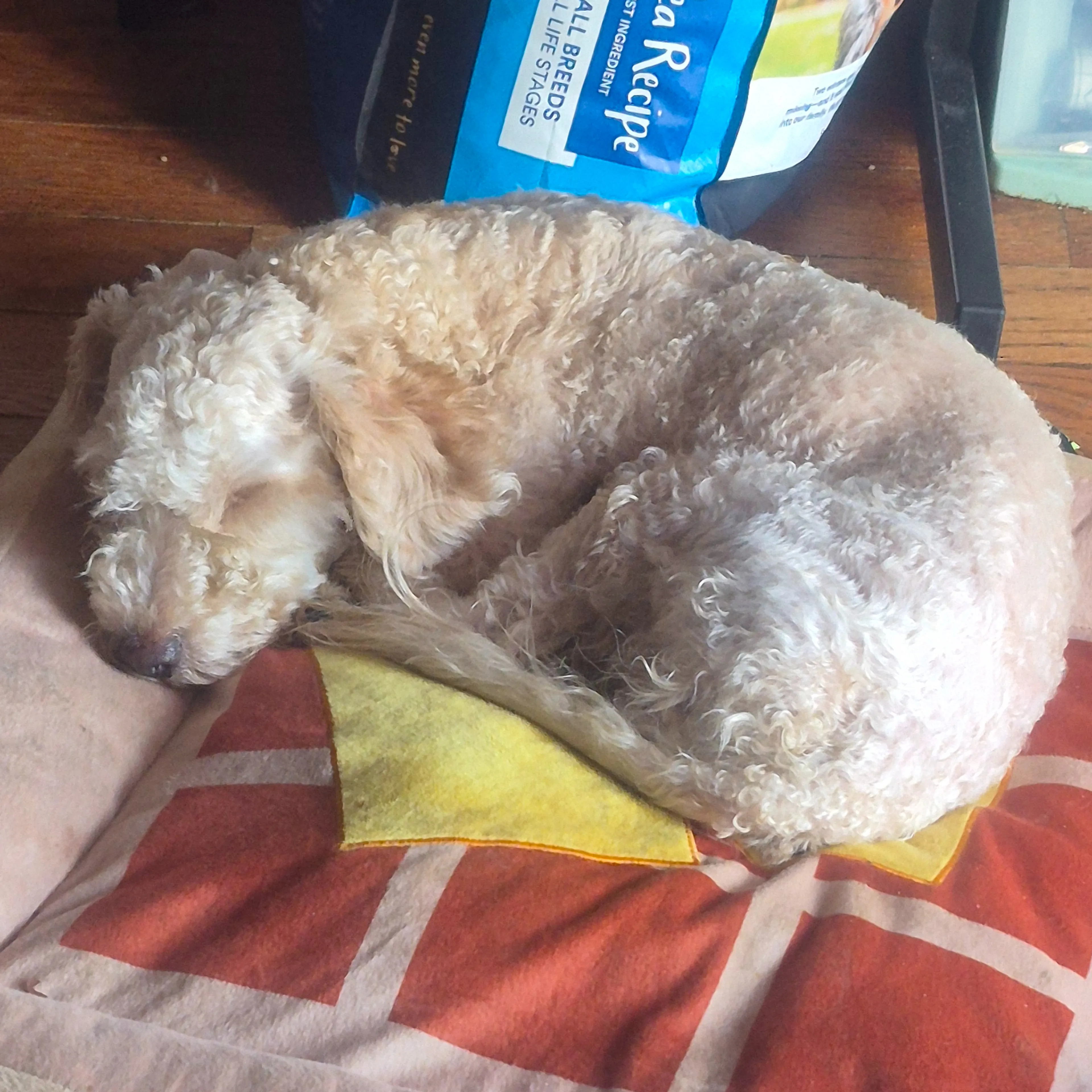 Lost pet-1