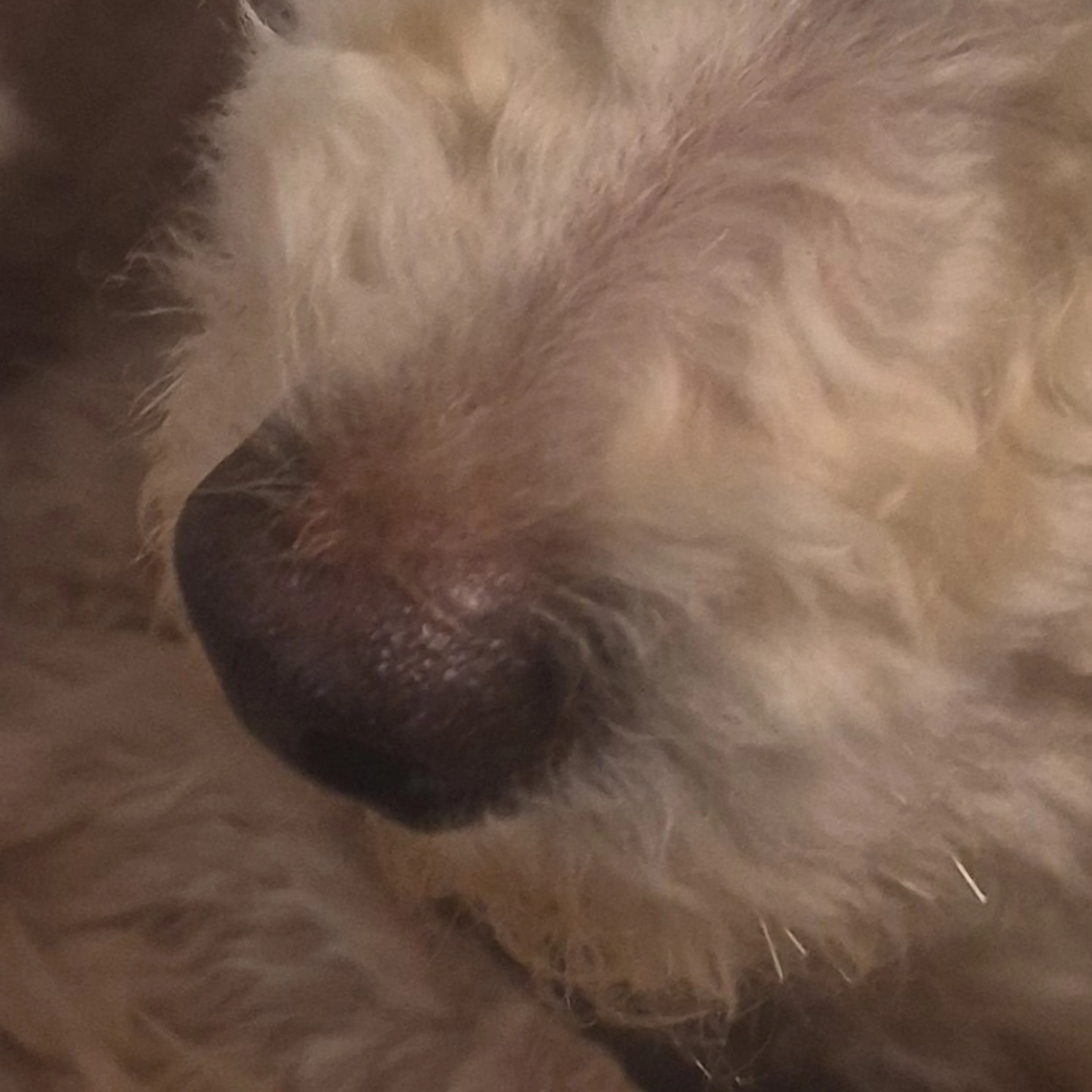 Lost pet-3