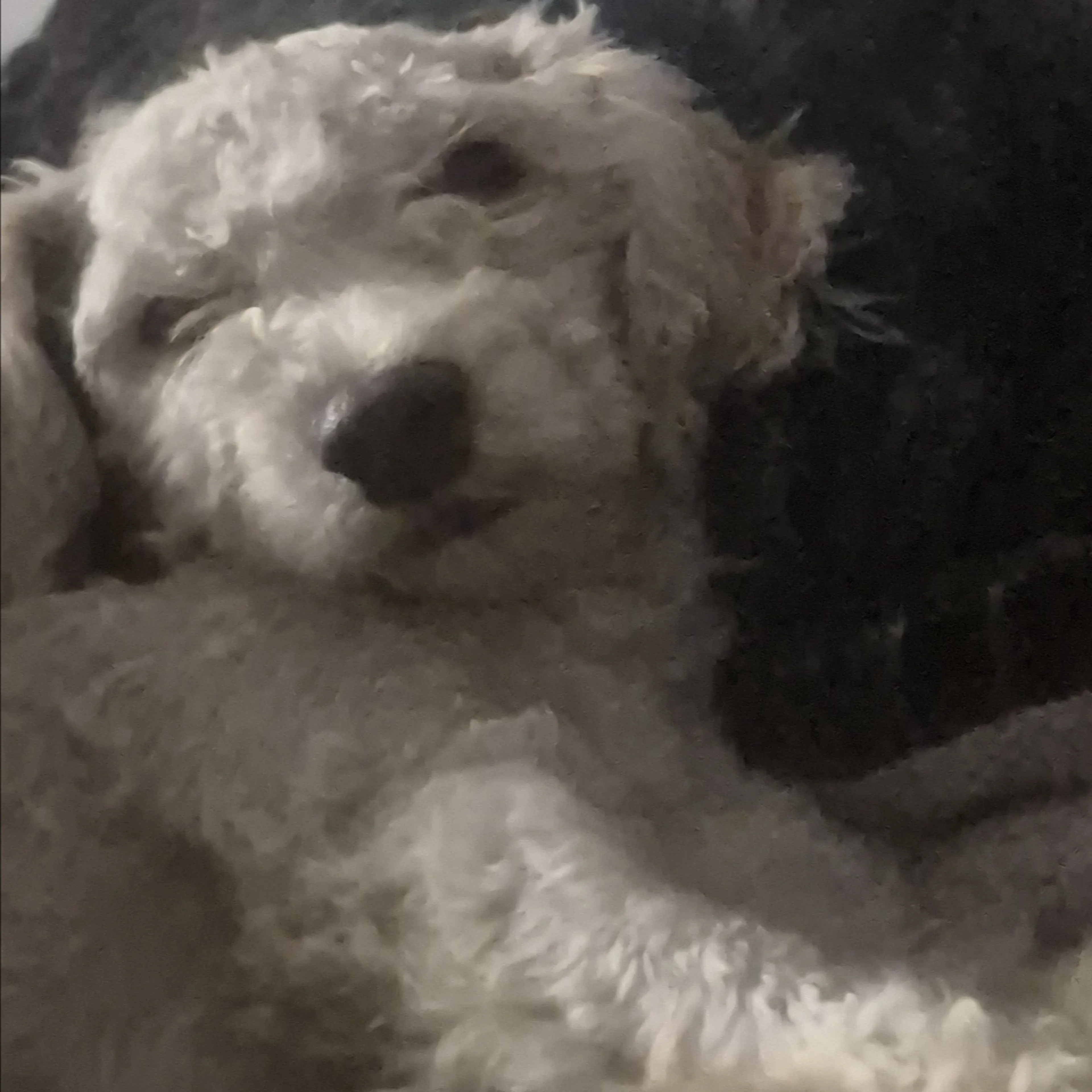 Lost pet-2