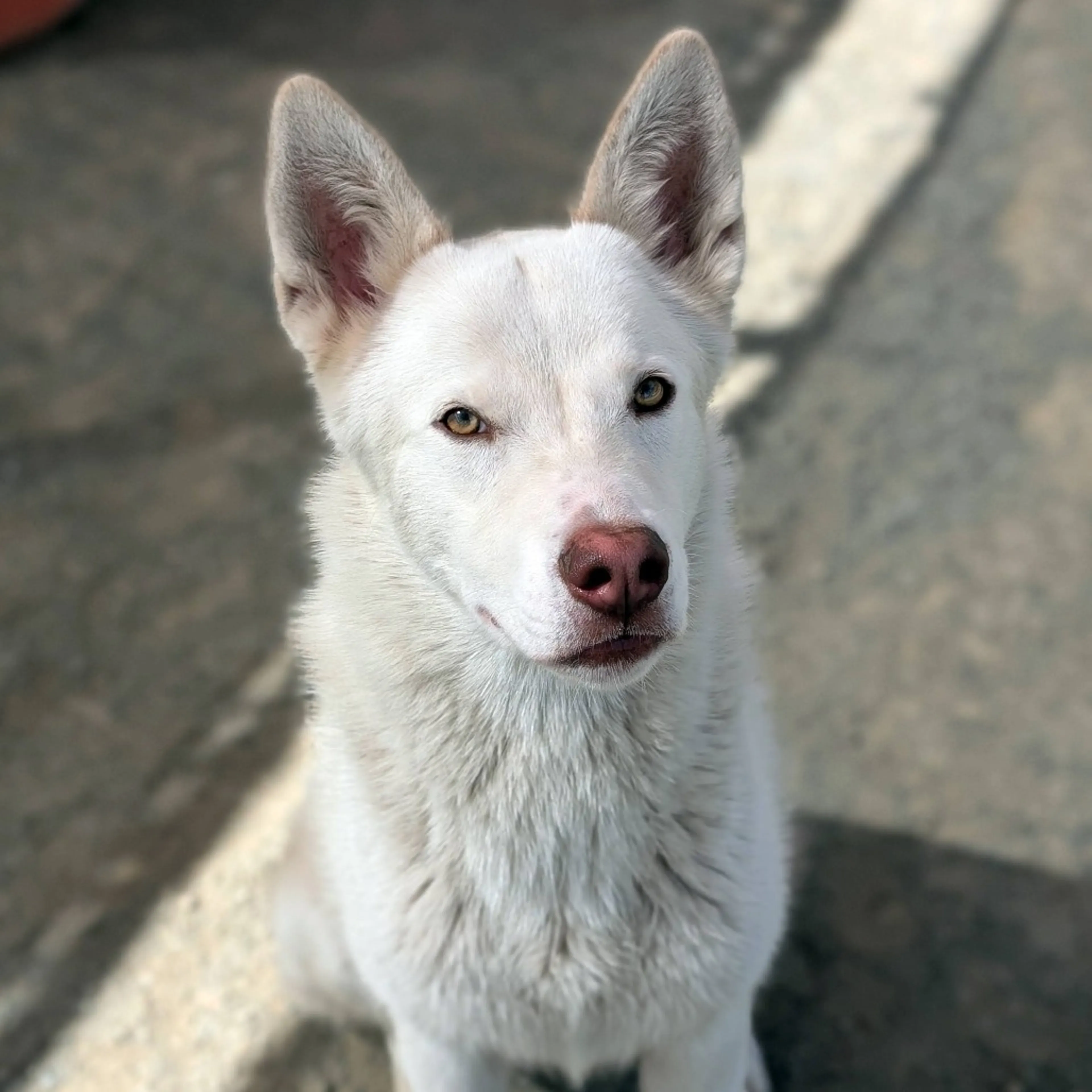 Found pet-2