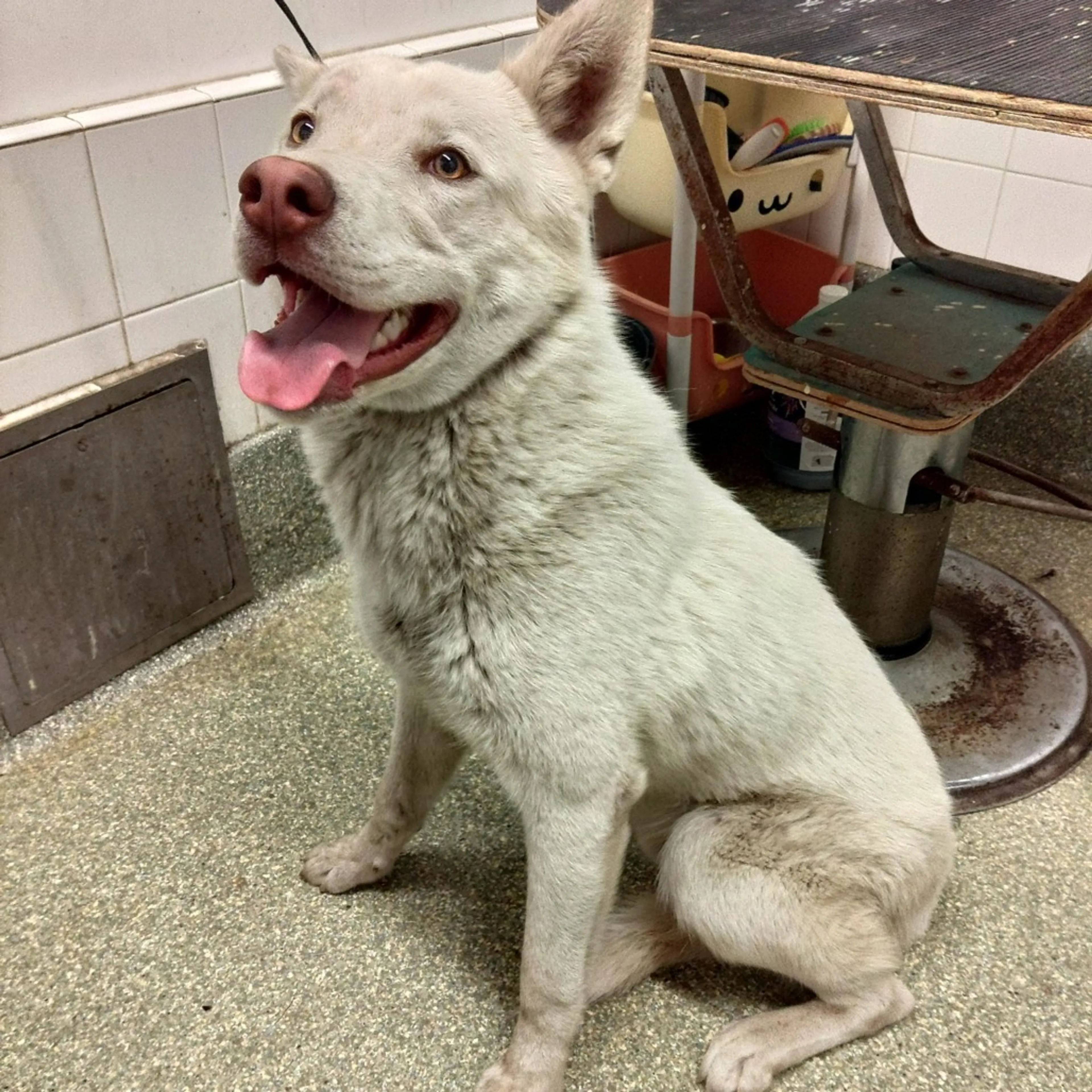 Found pet-1