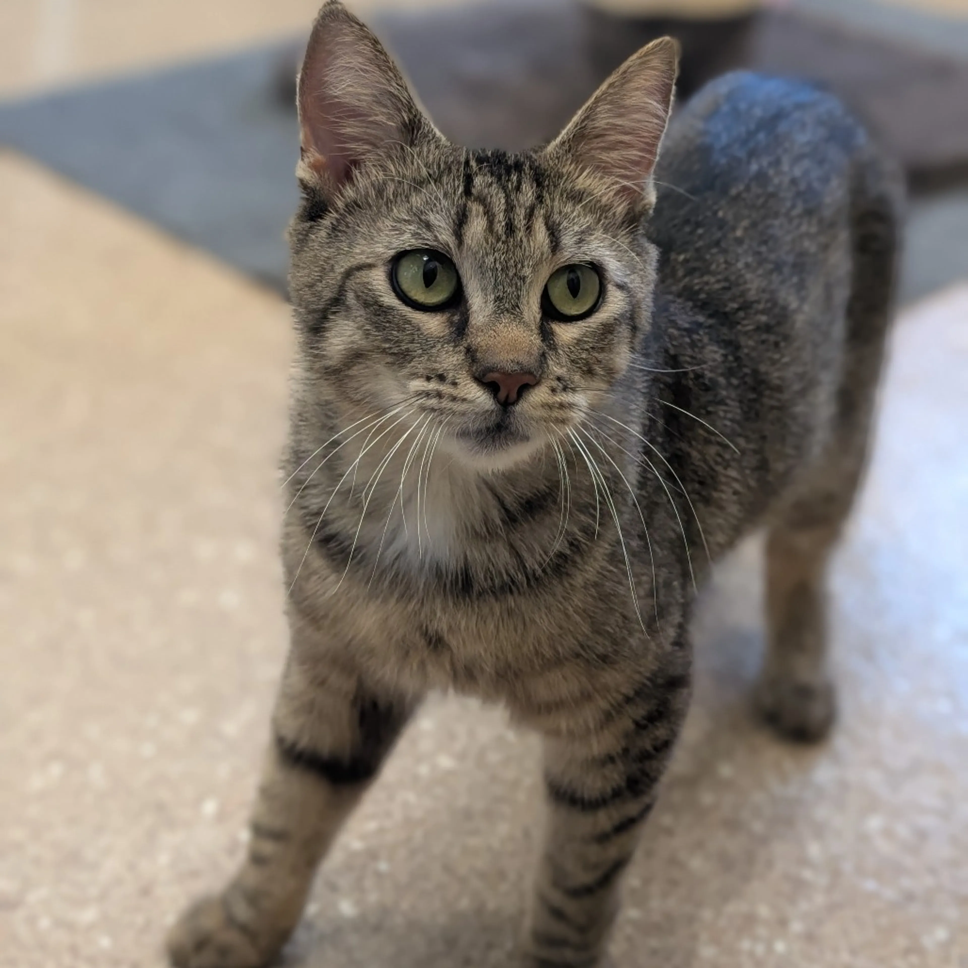 Found pet-5