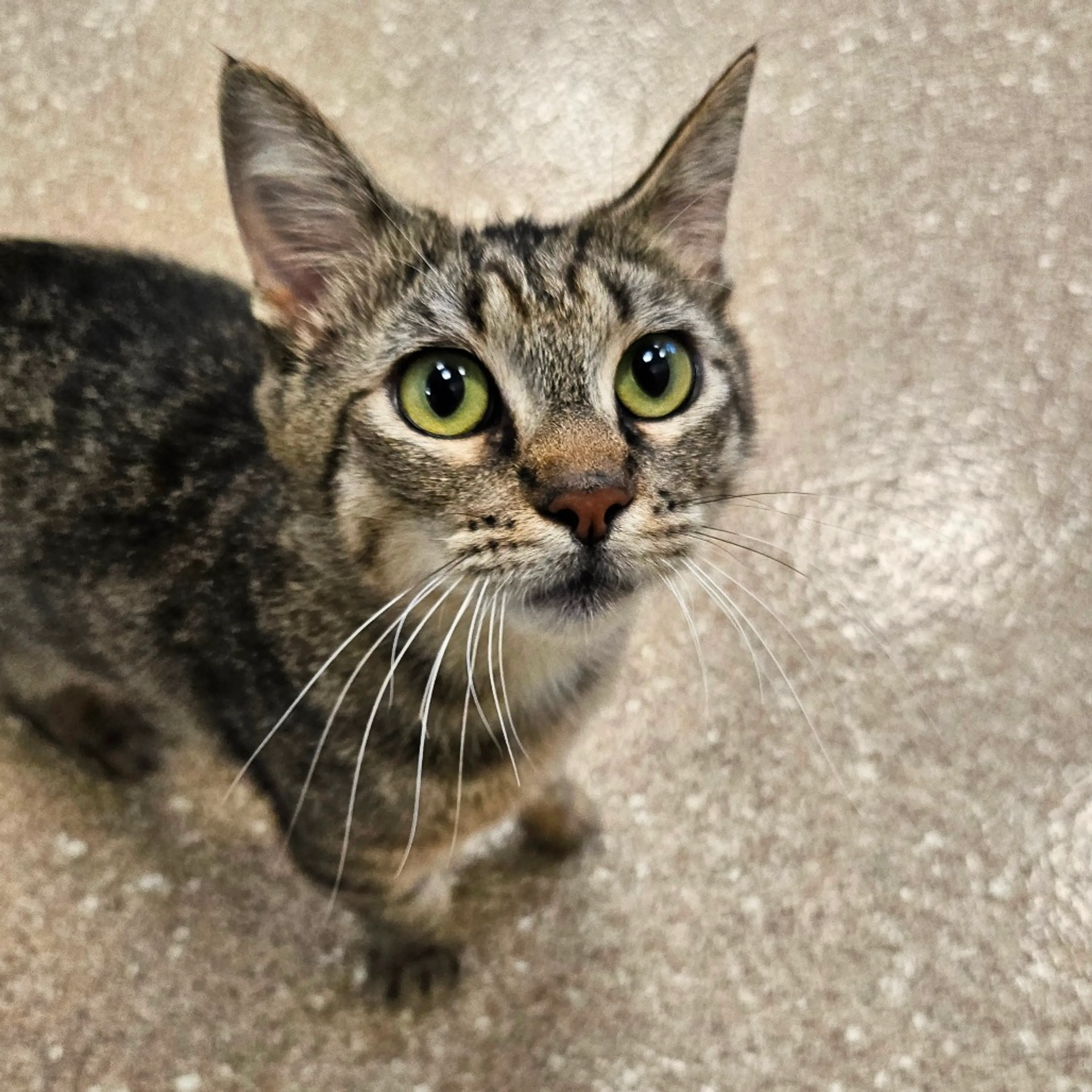 Found pet-2