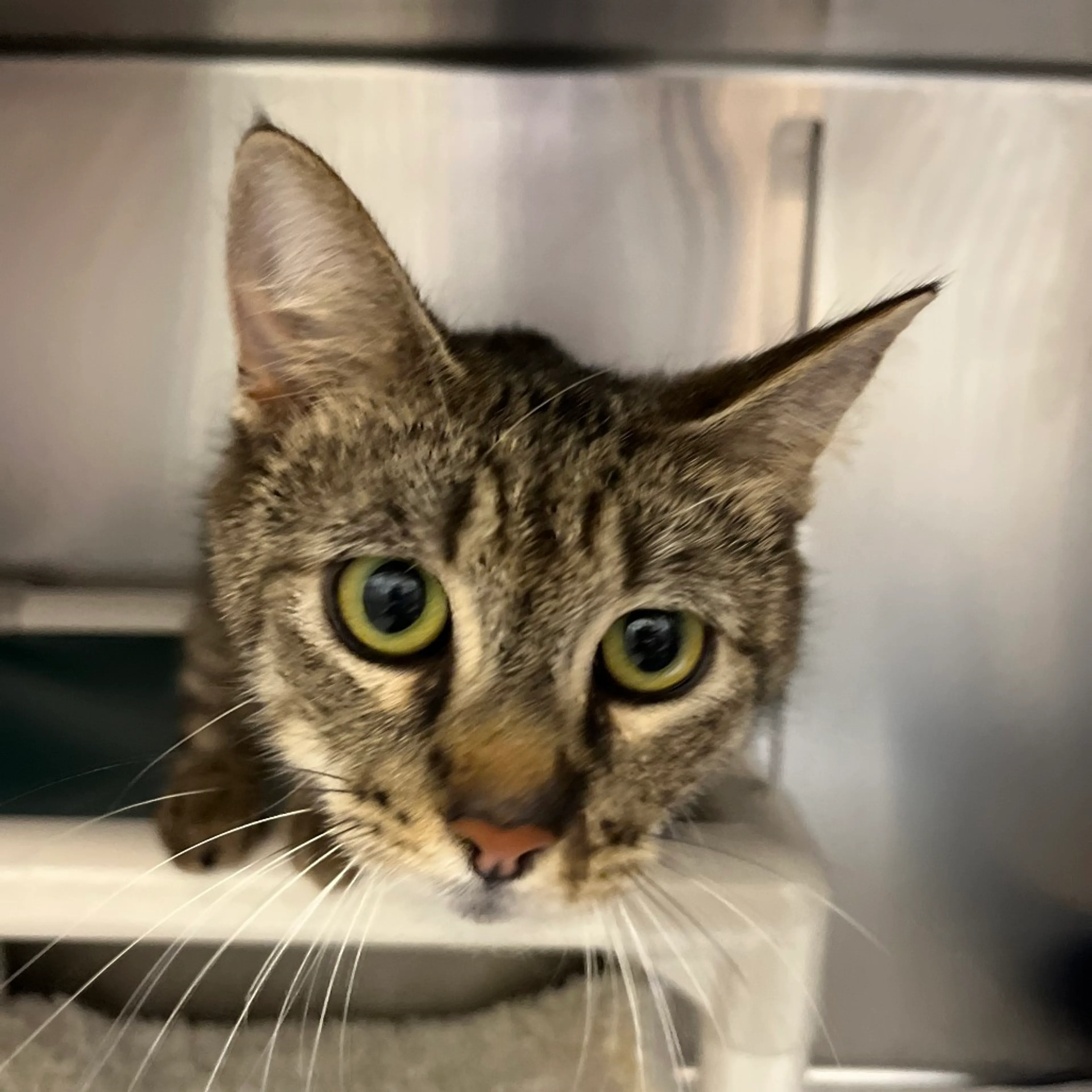 Found pet-3