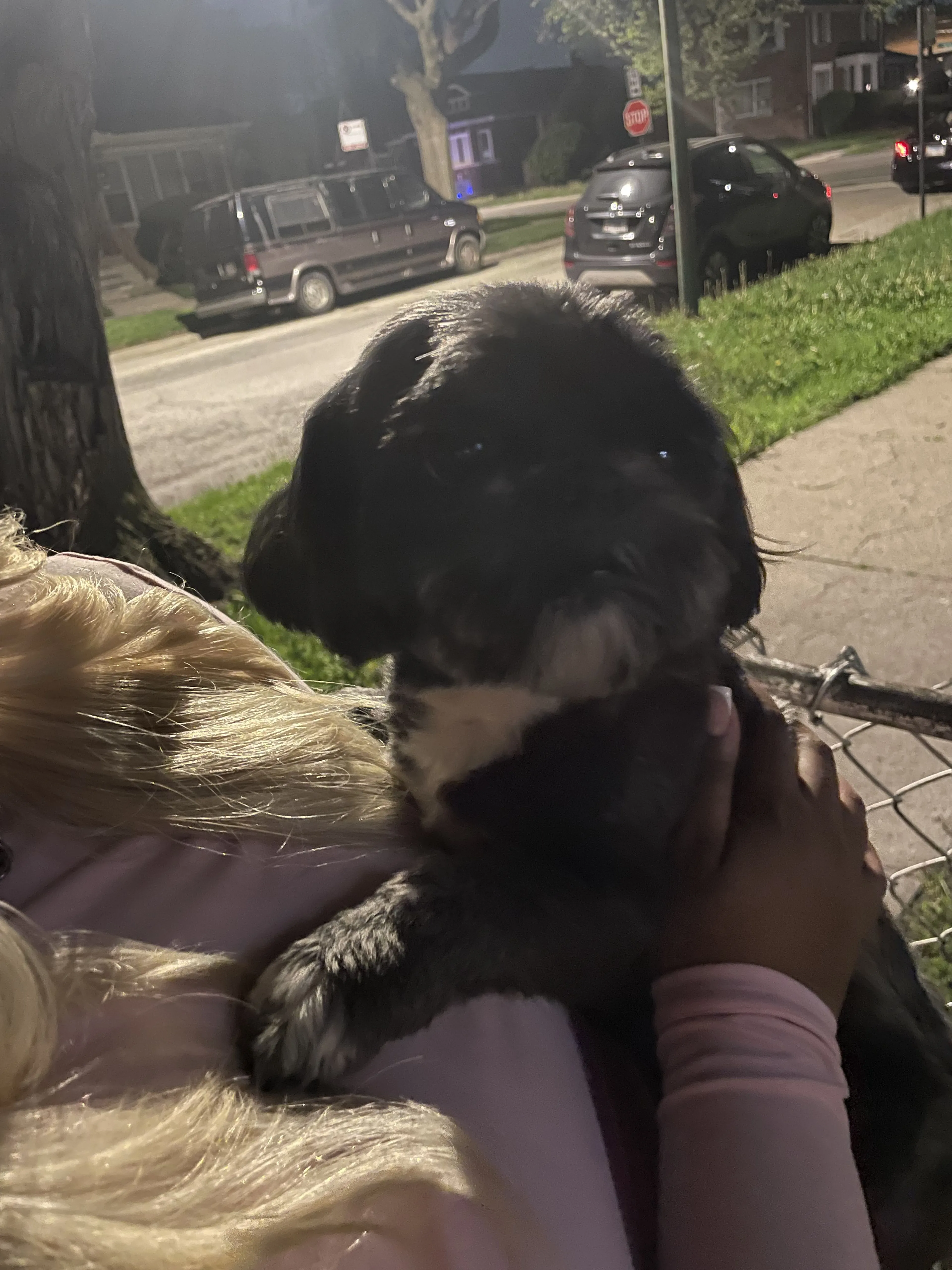 Lost pet-1
