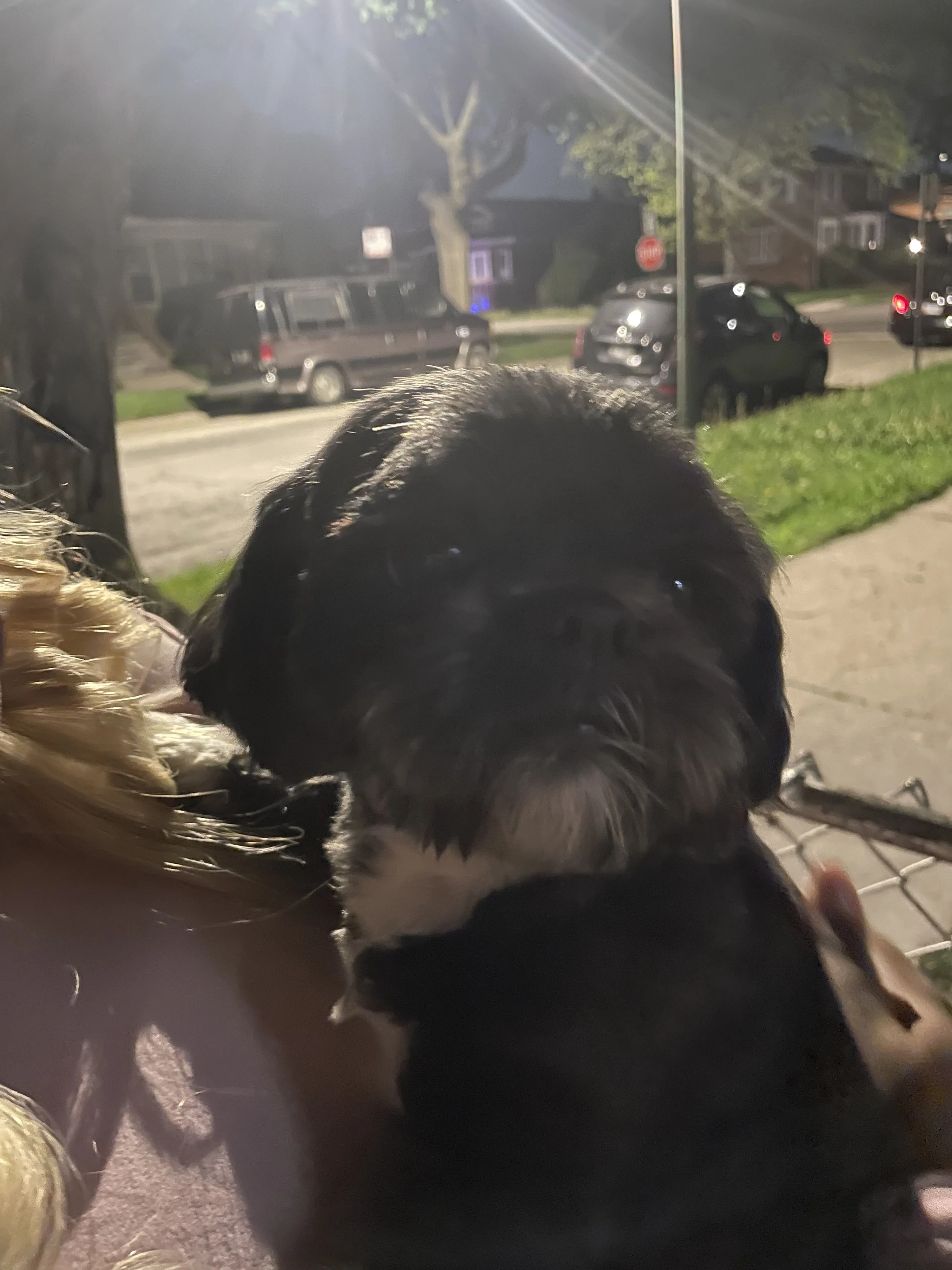 Lost pet-0