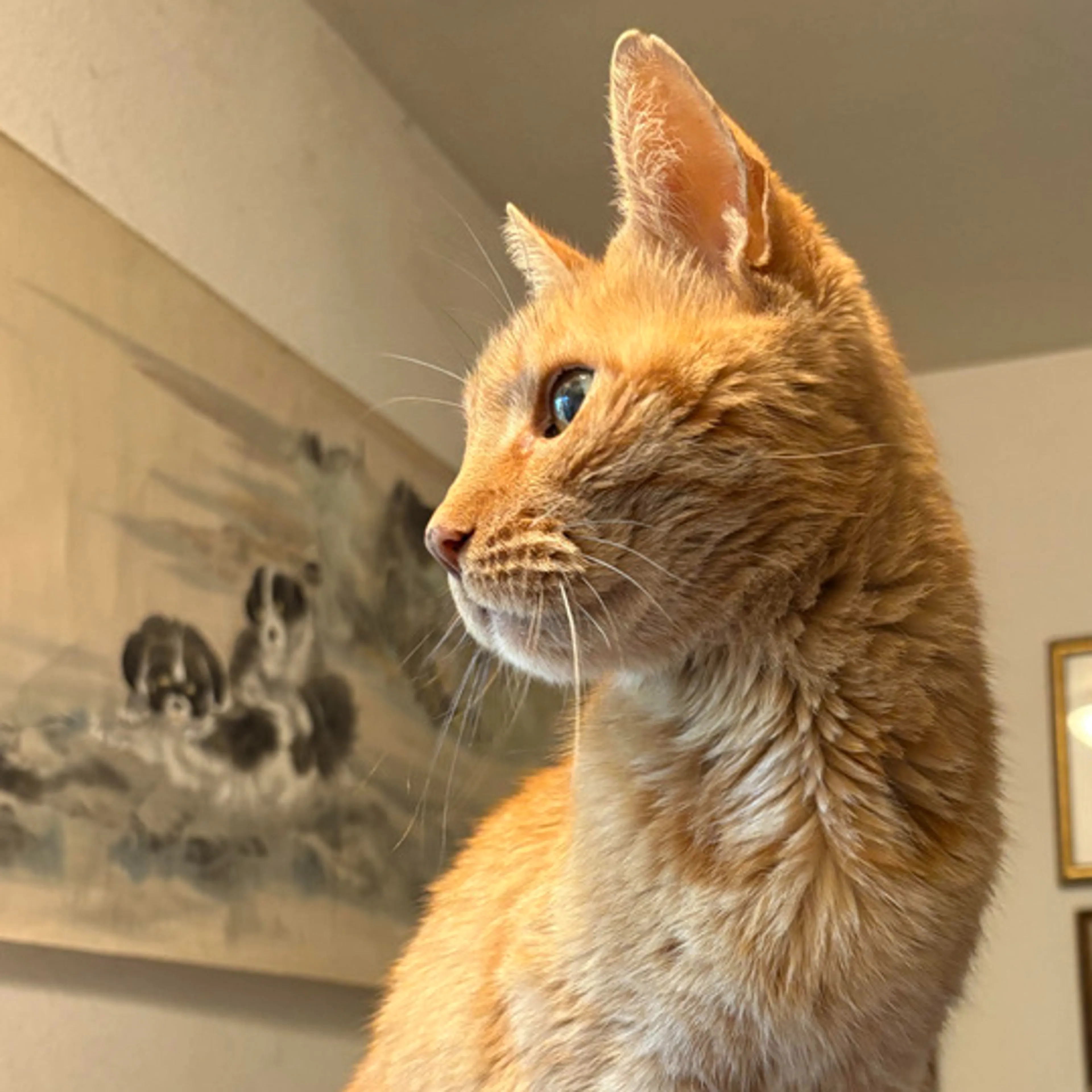 Lost pet-2