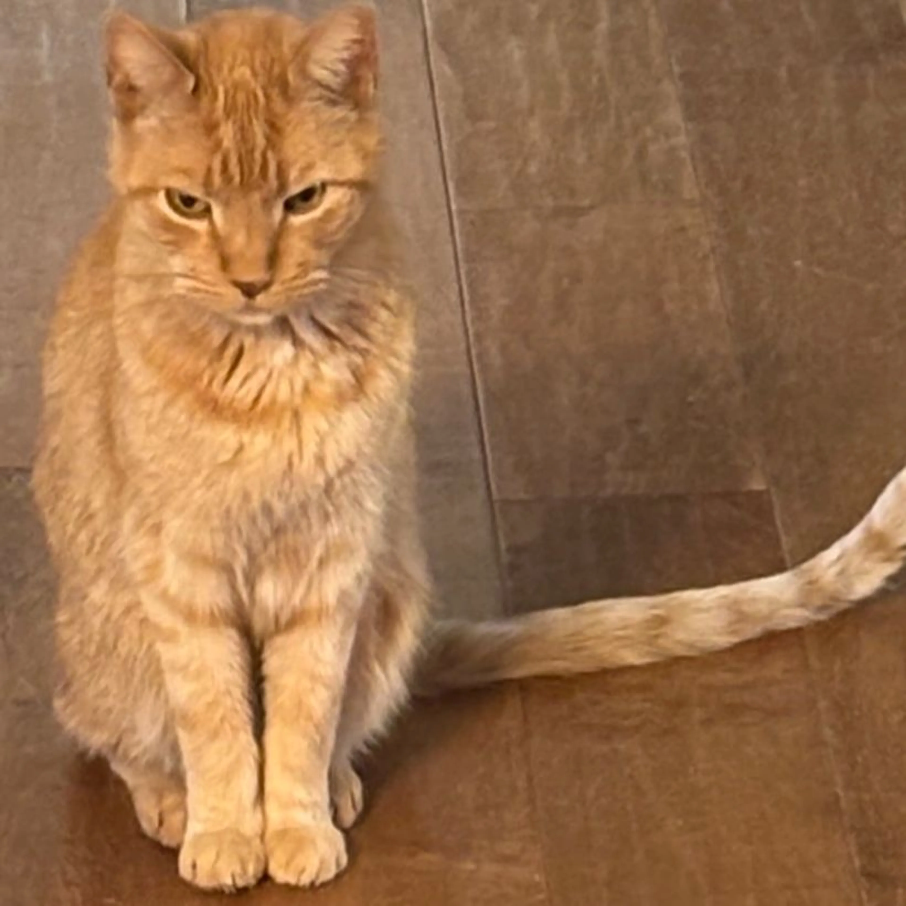 Lost pet-0