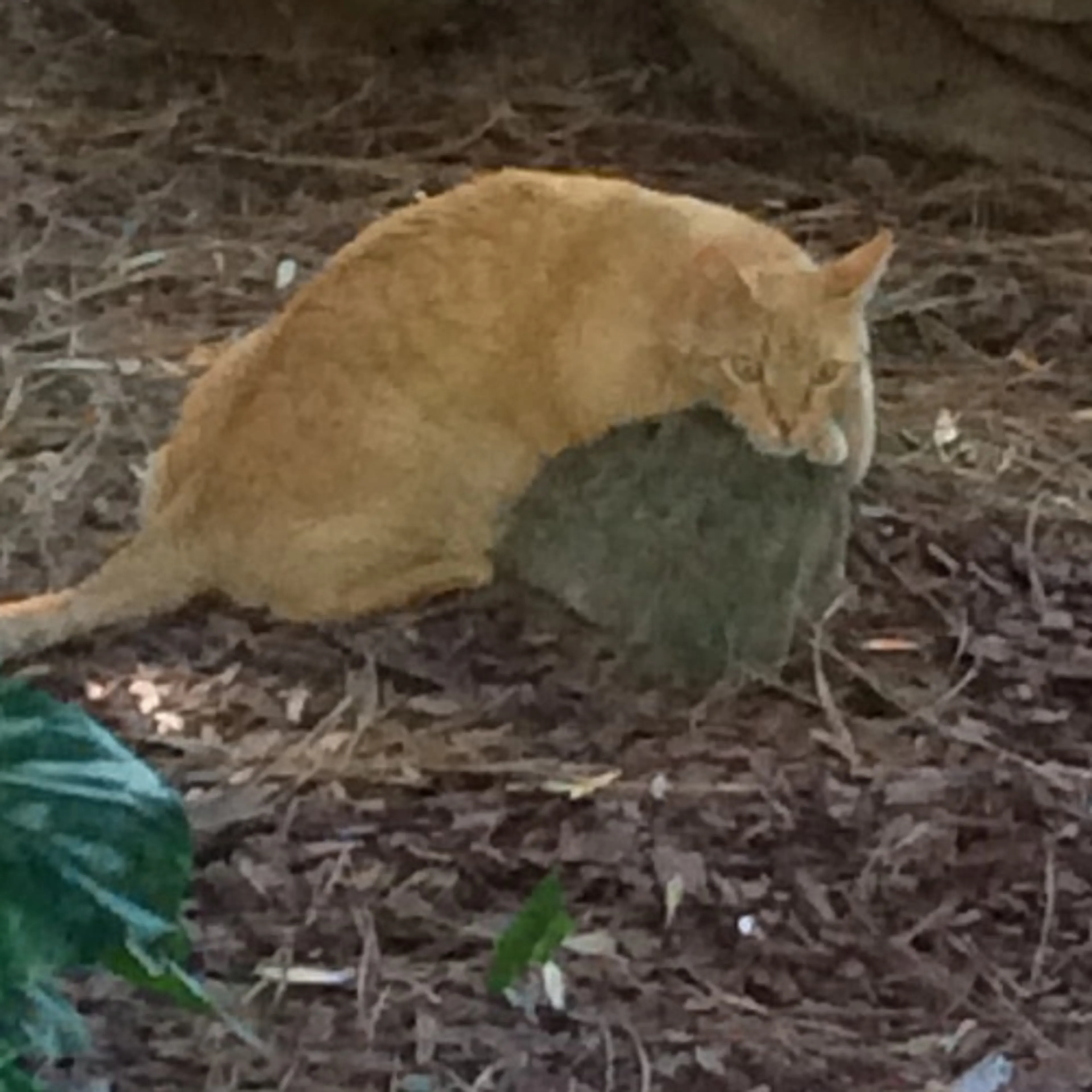 Lost pet-3