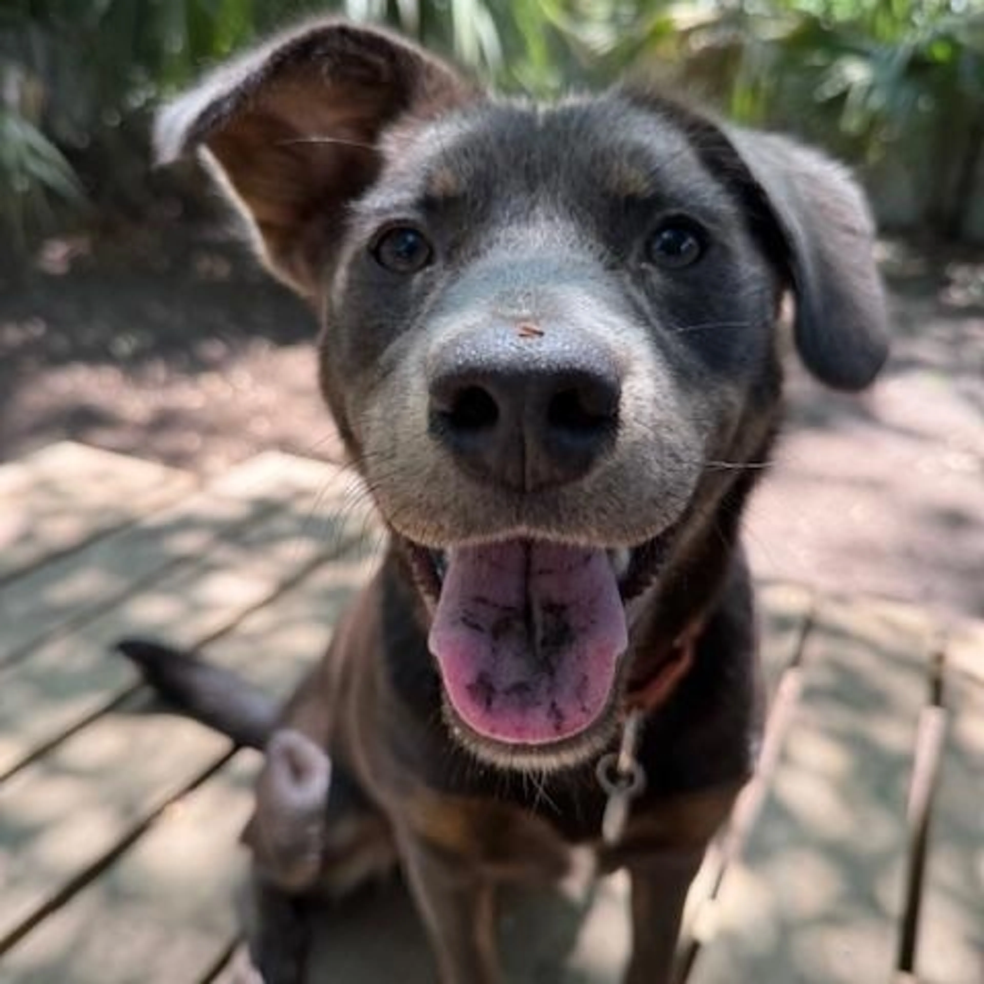 Found pet-1