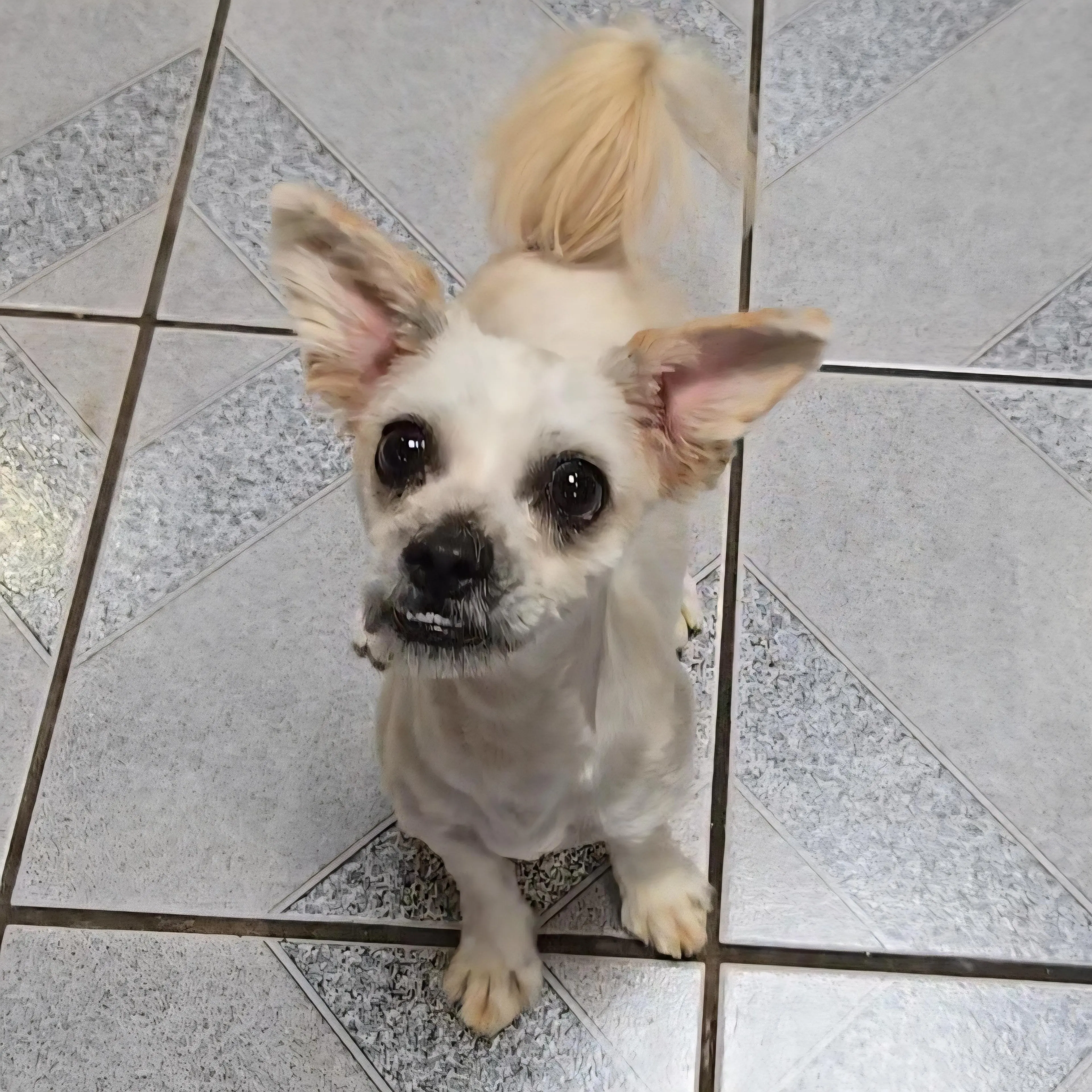 Found pet-3