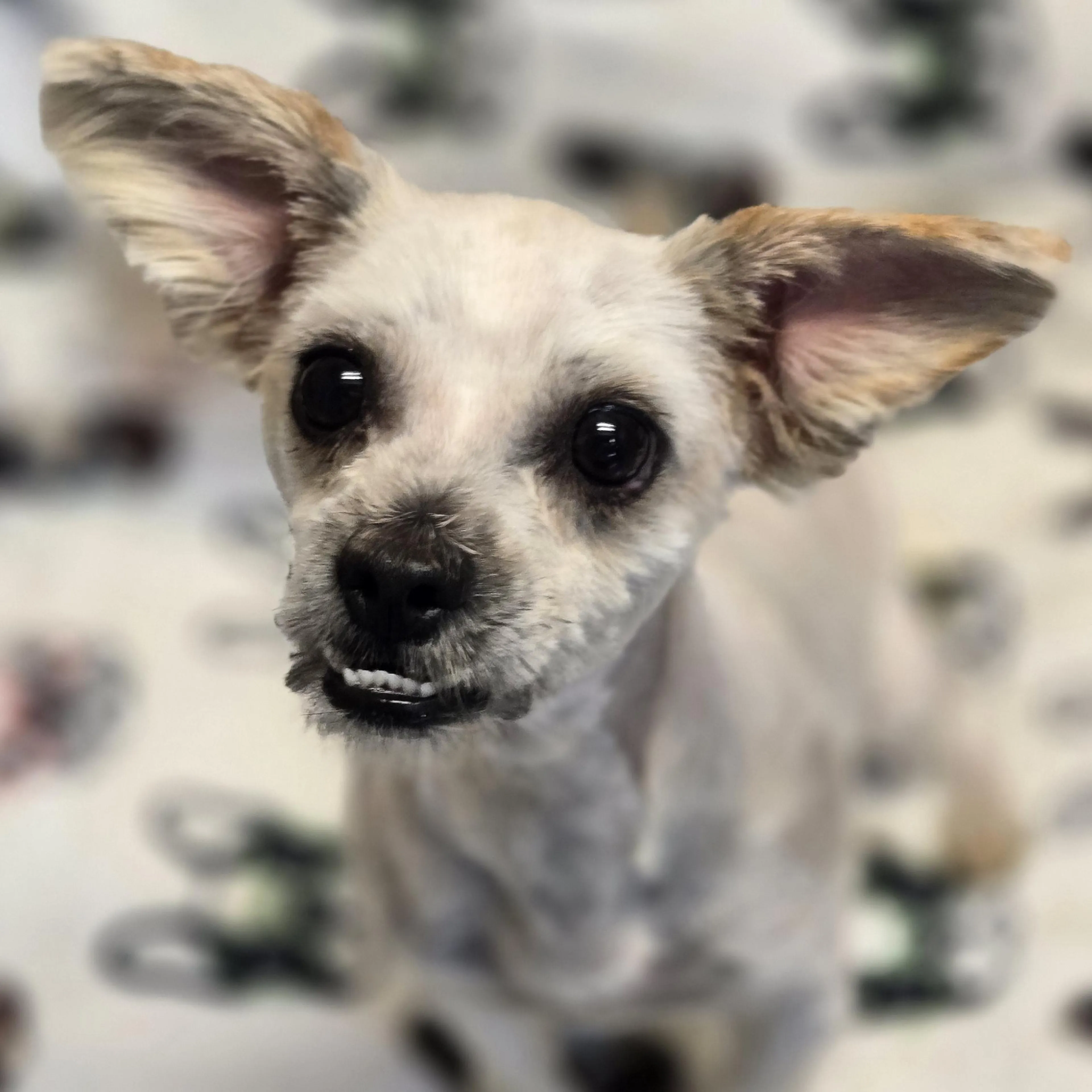 Found pet-4
