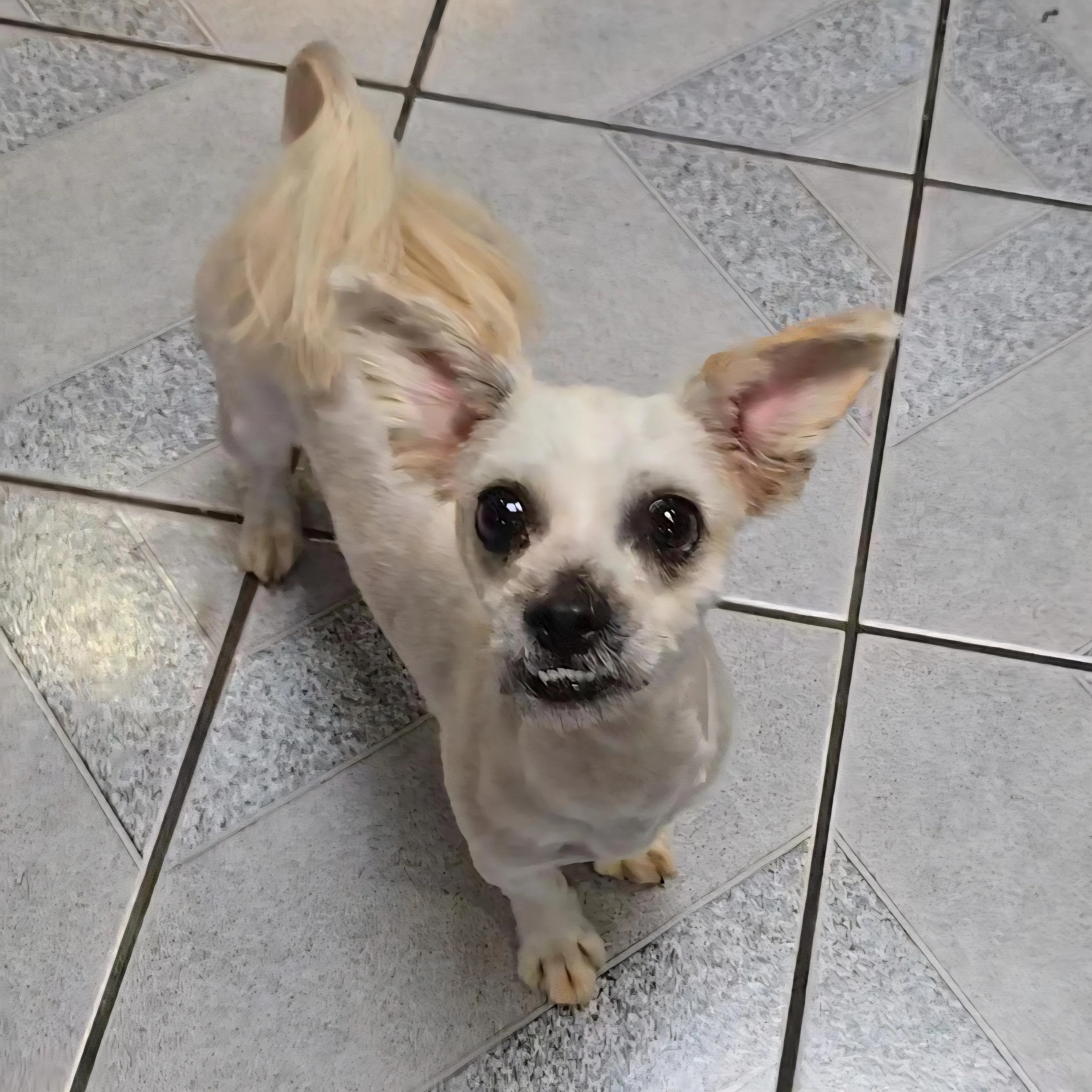 Found pet-2