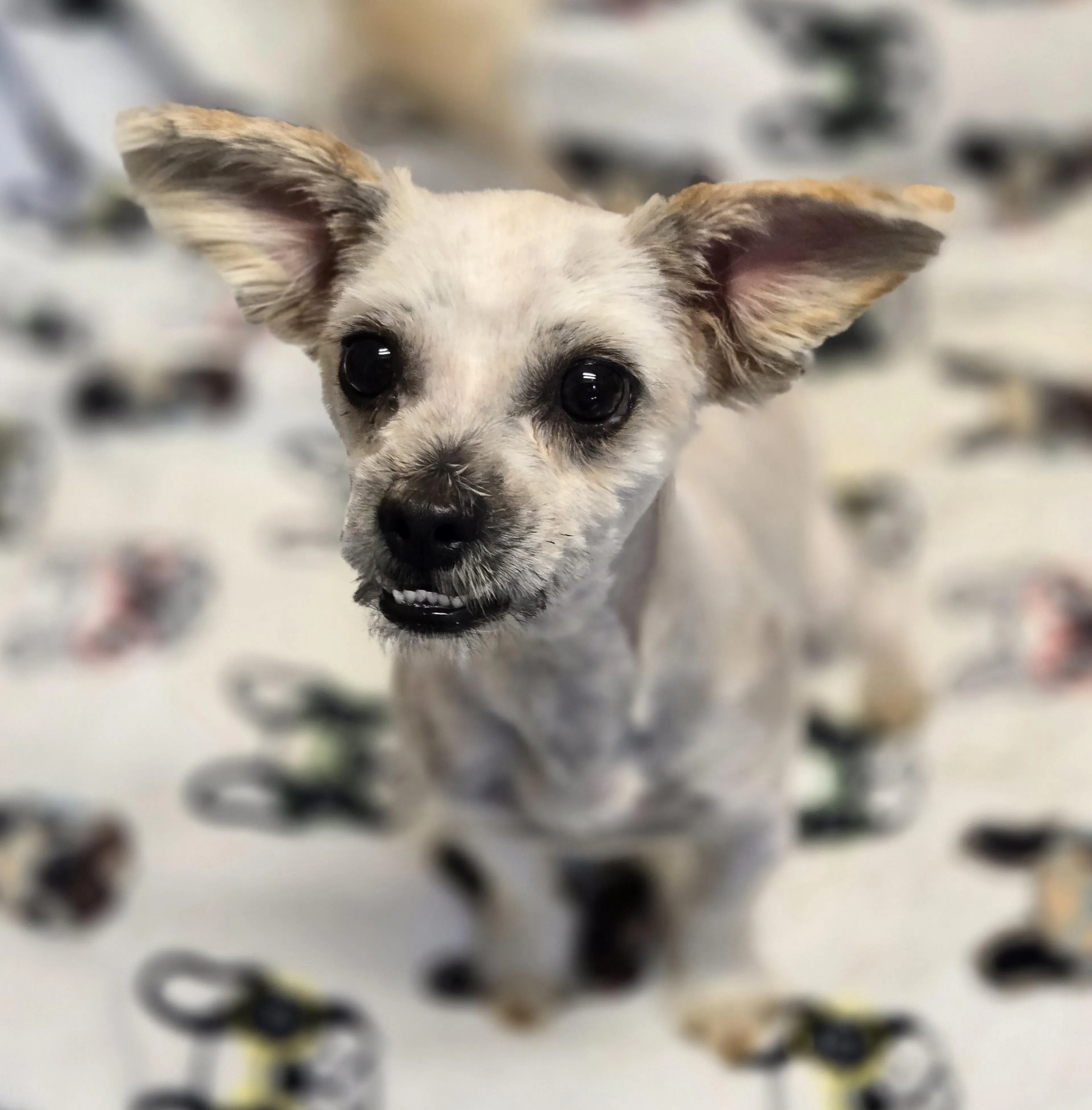 Found pet-5