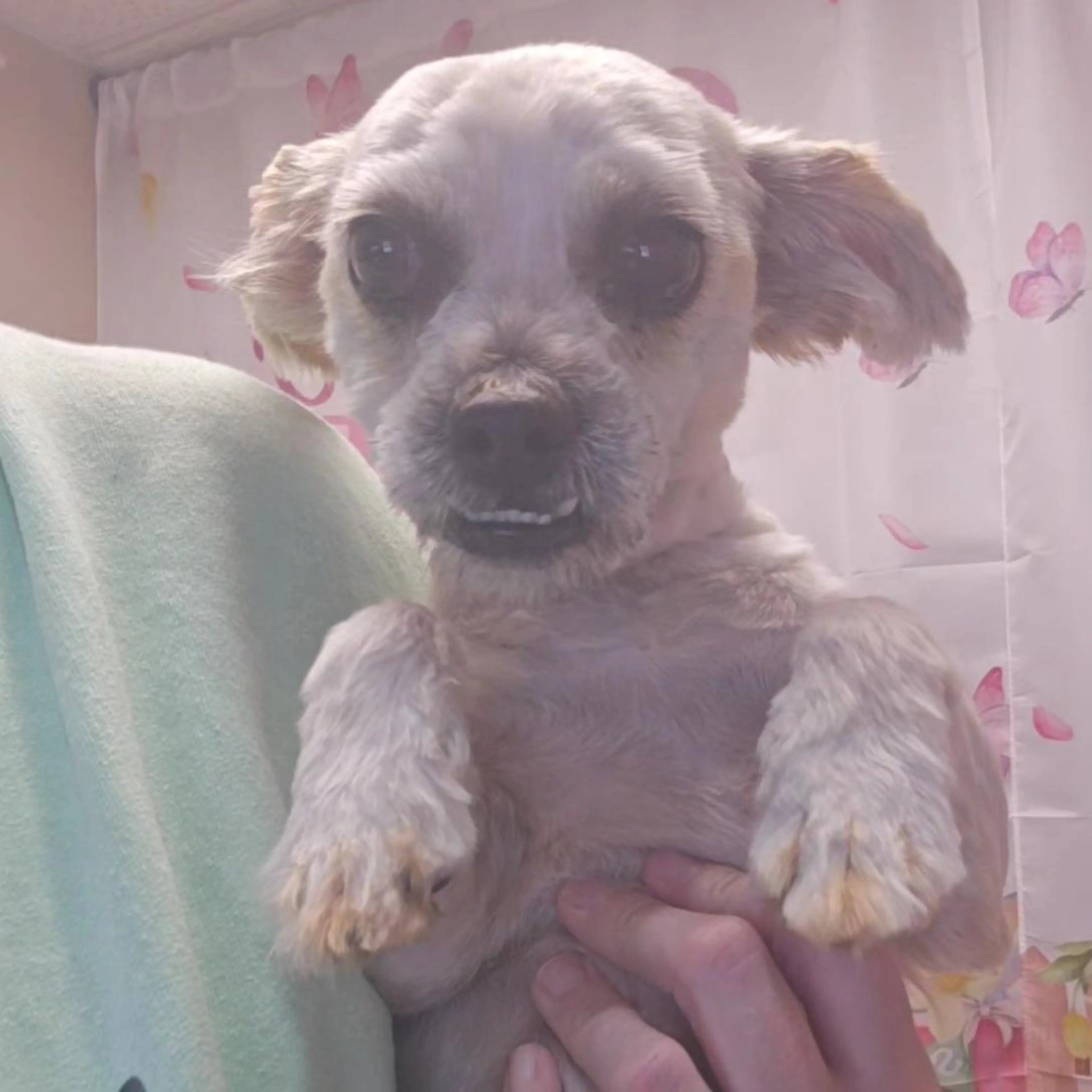Found pet-1