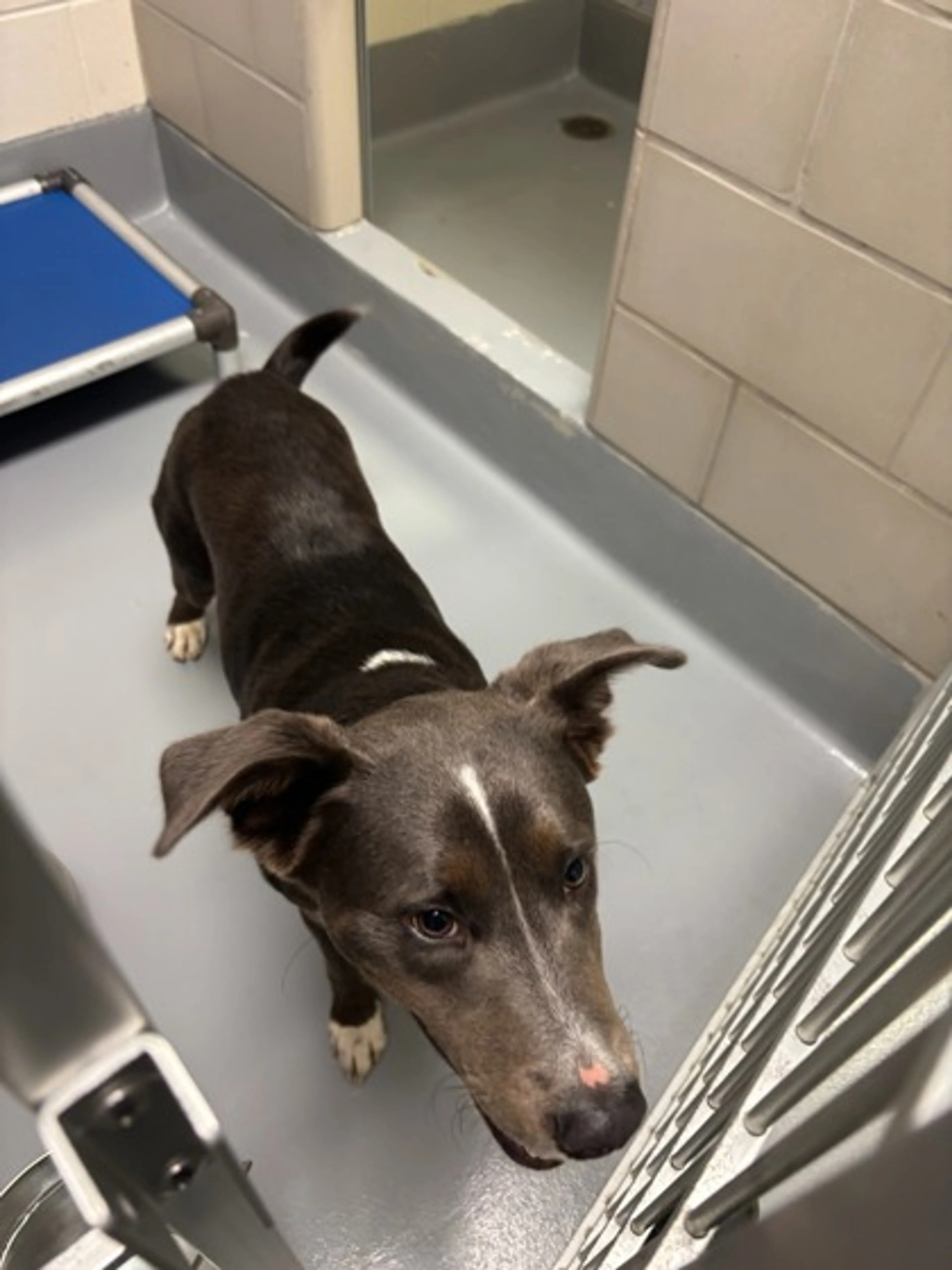 Found pet