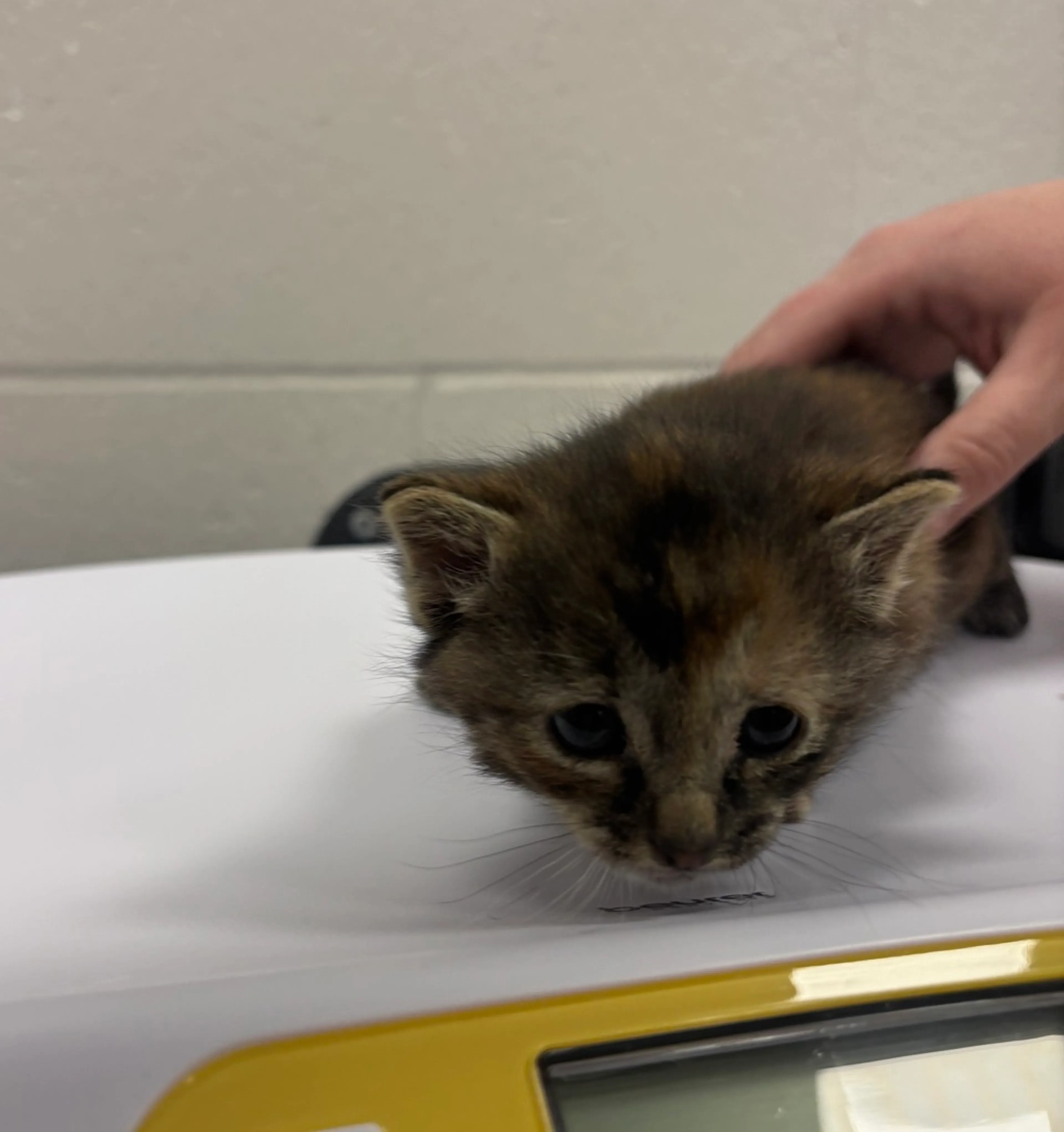 Found pet