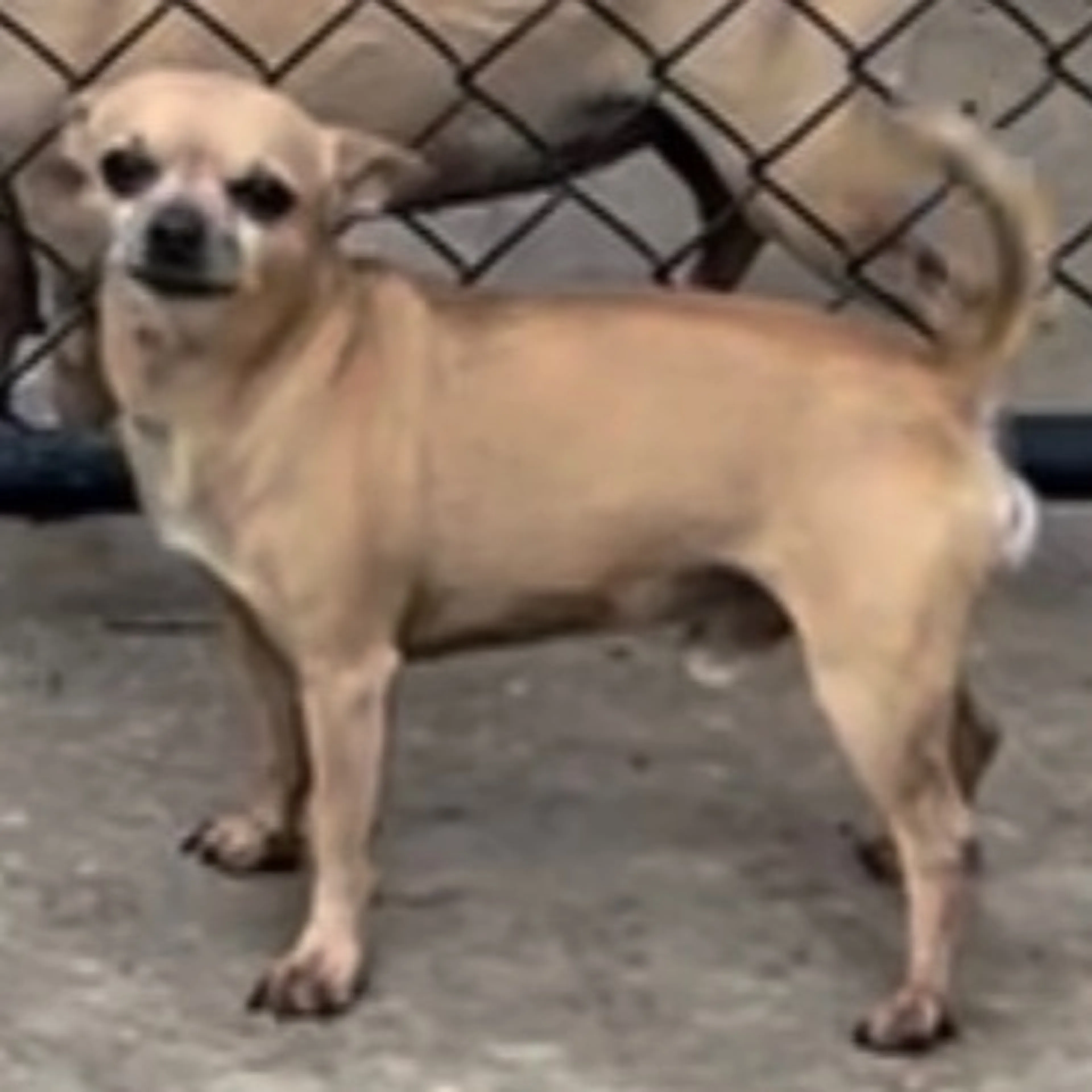 Lost pet