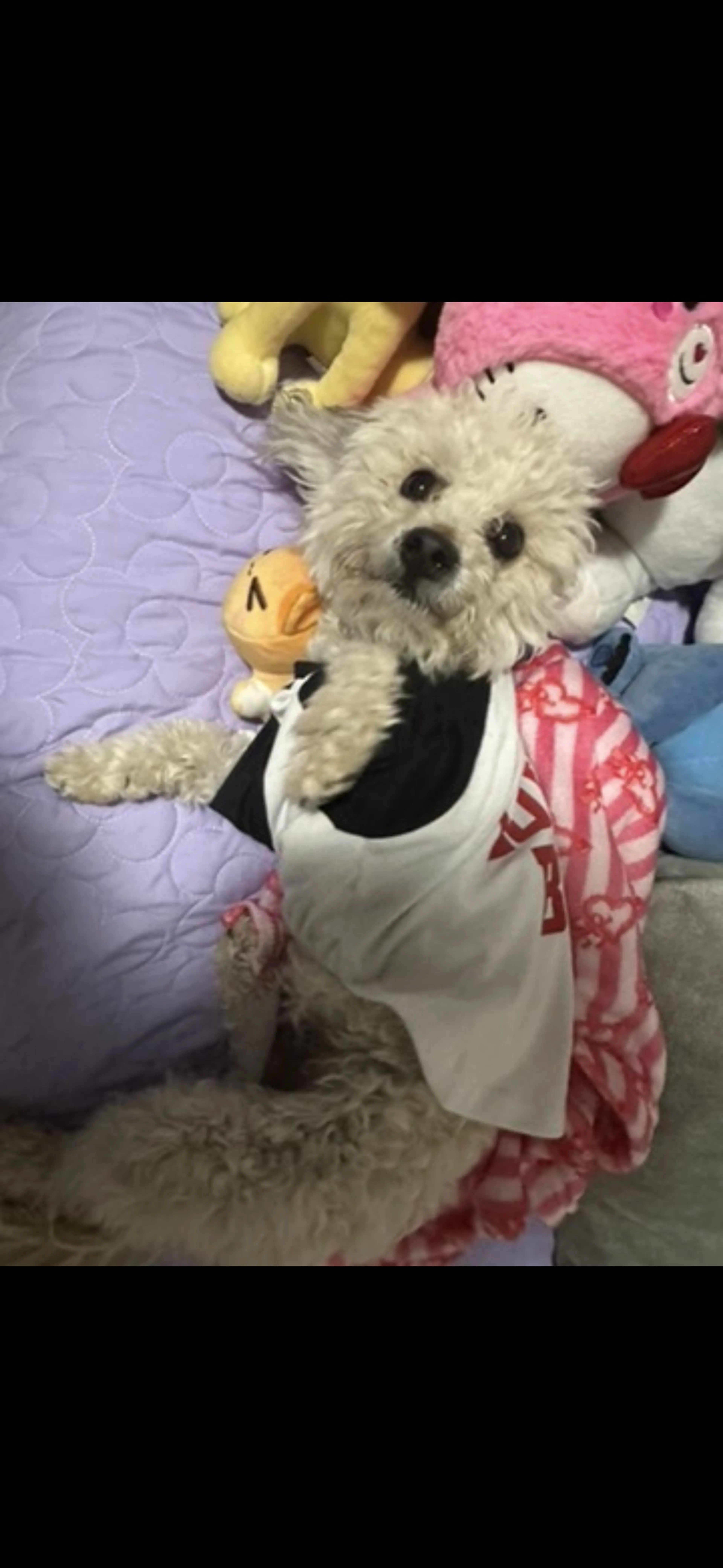 Lost pet