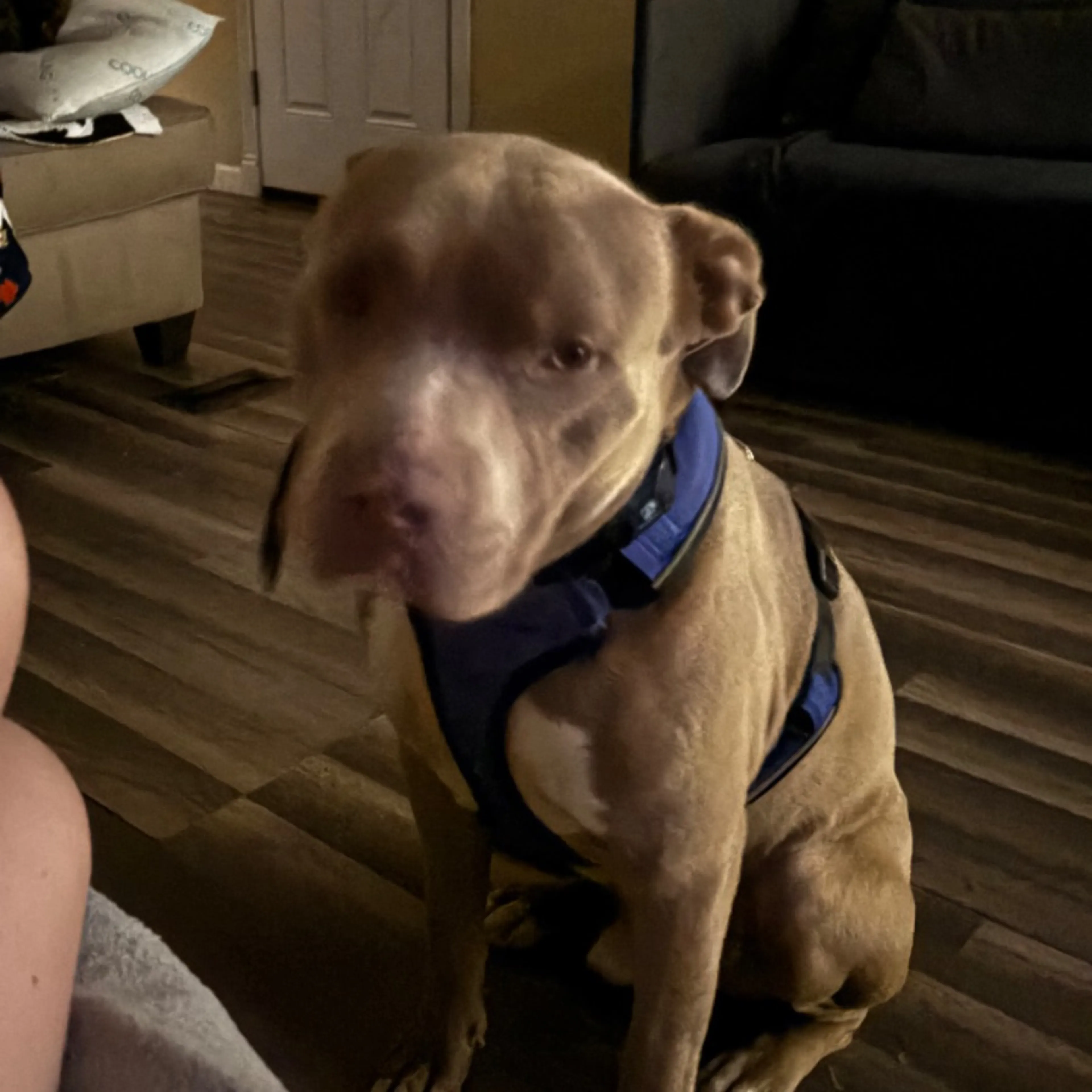 Lost pet