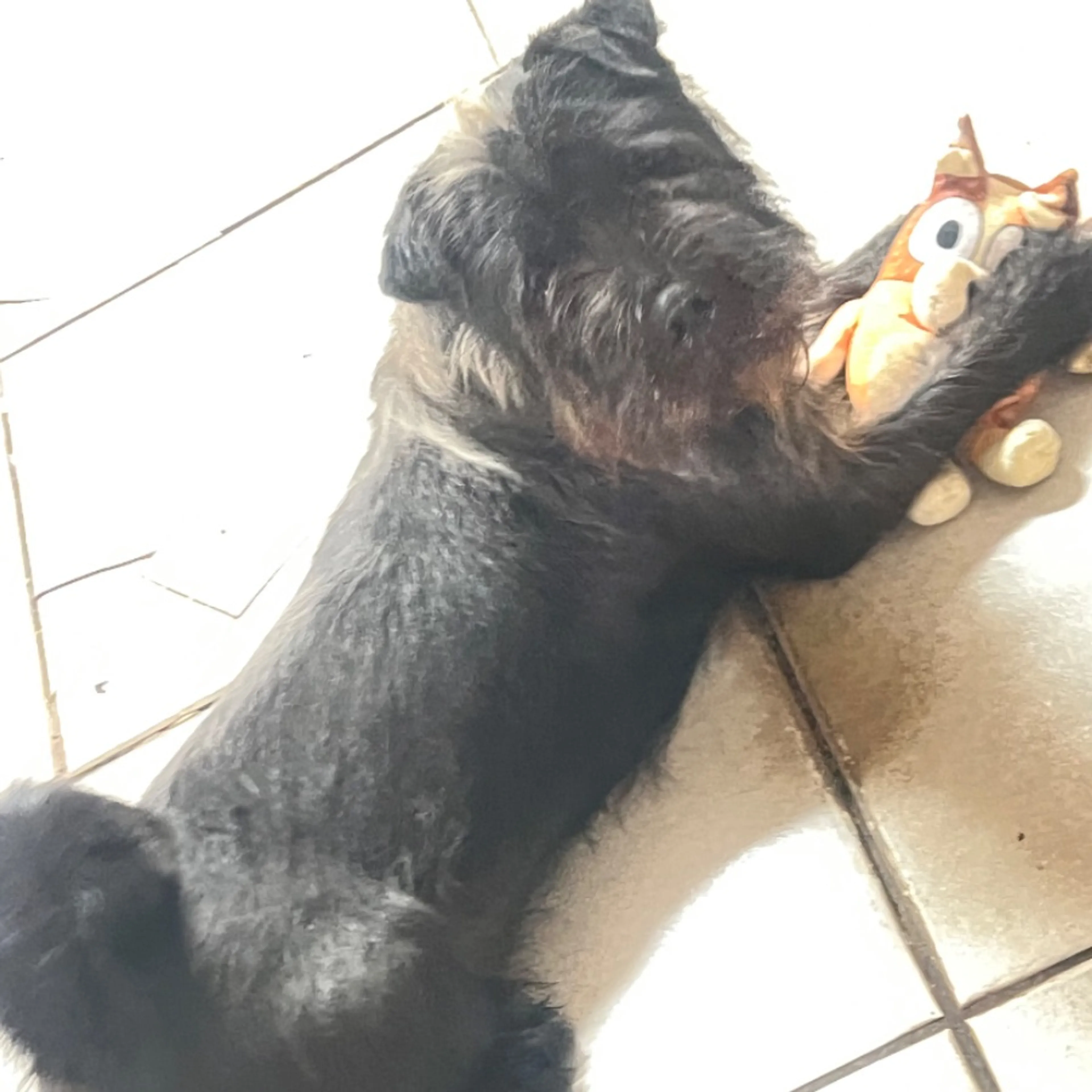 Lost pet