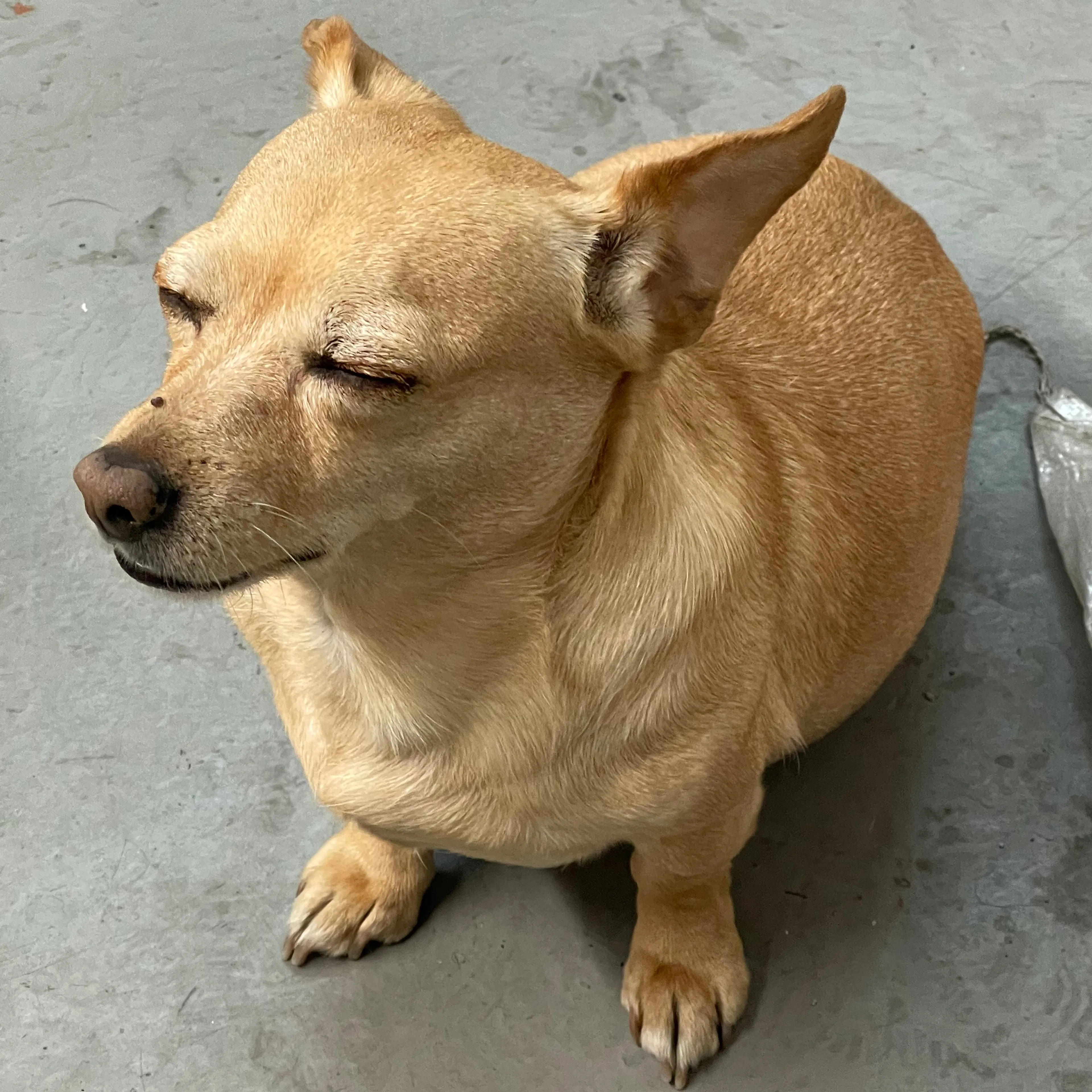 Lost pet-1