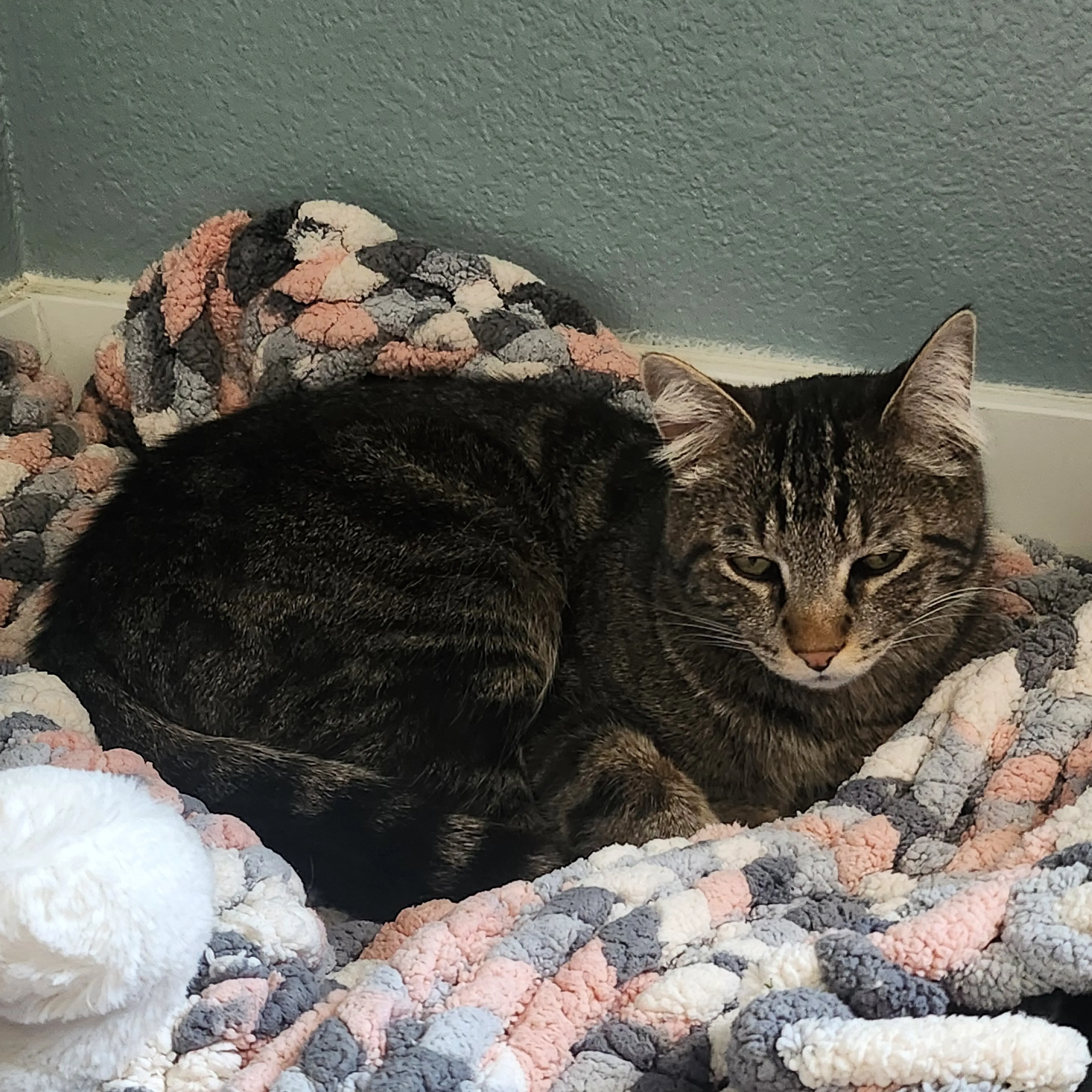 Found pet-1
