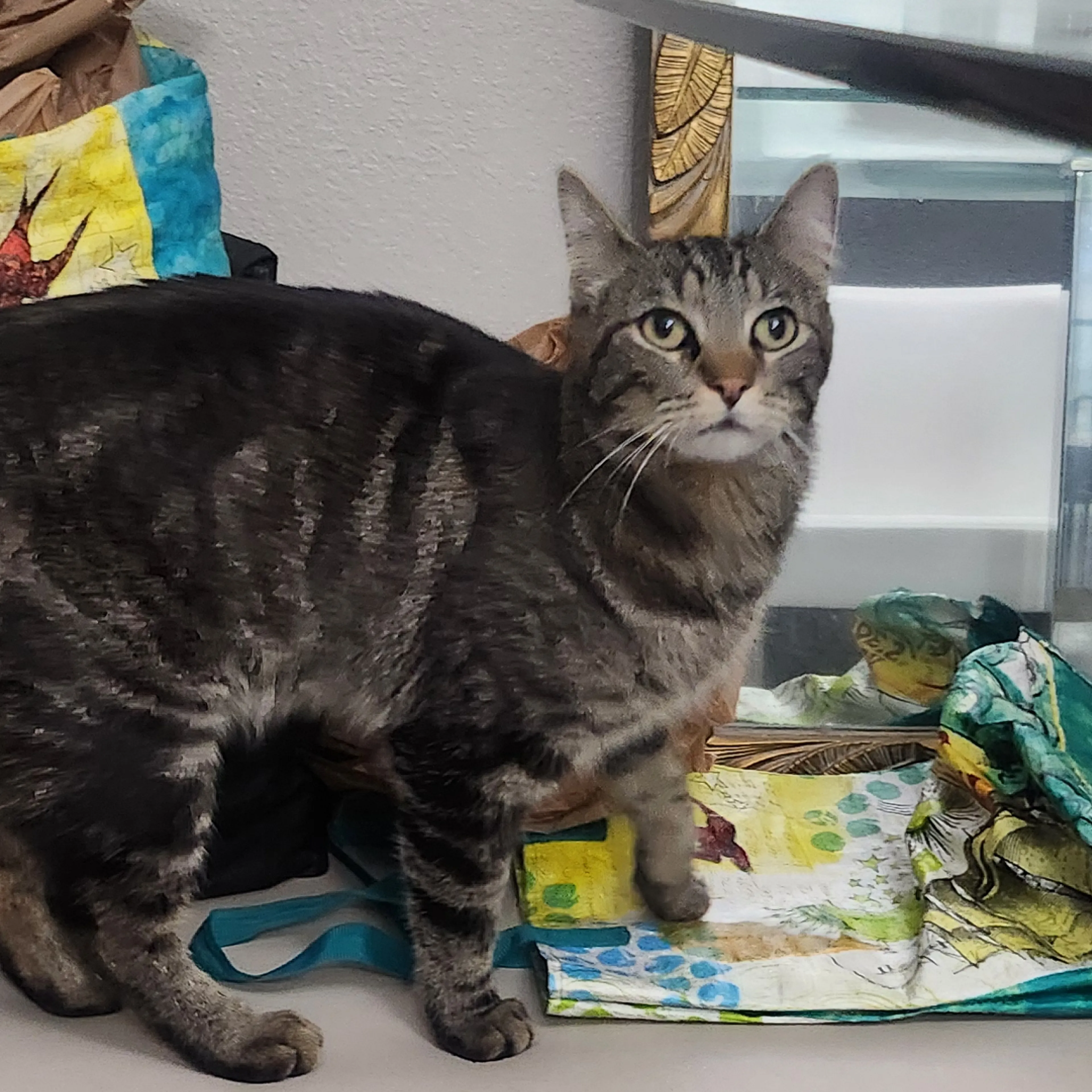 Found pet-3