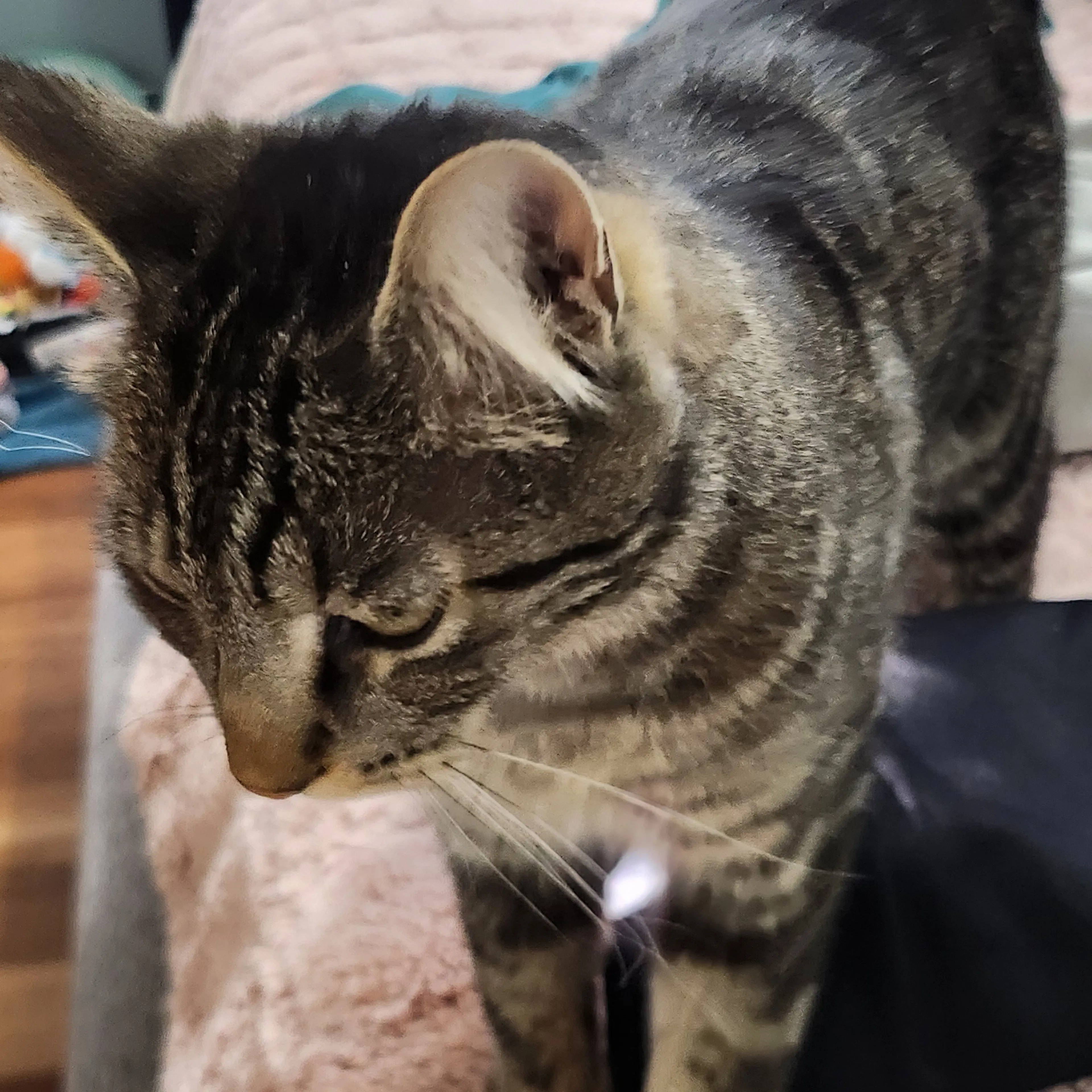 Found pet-2