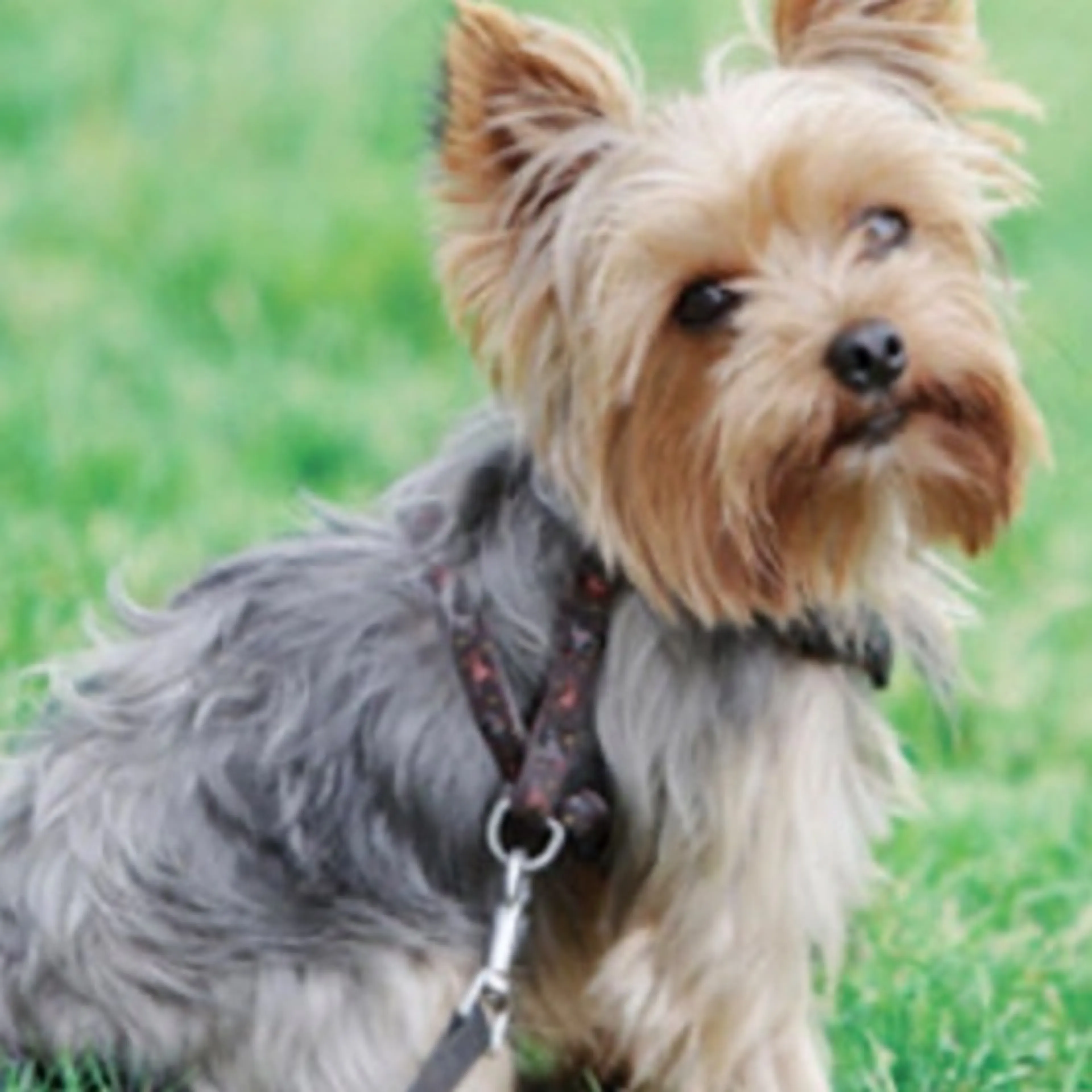 Lost pet