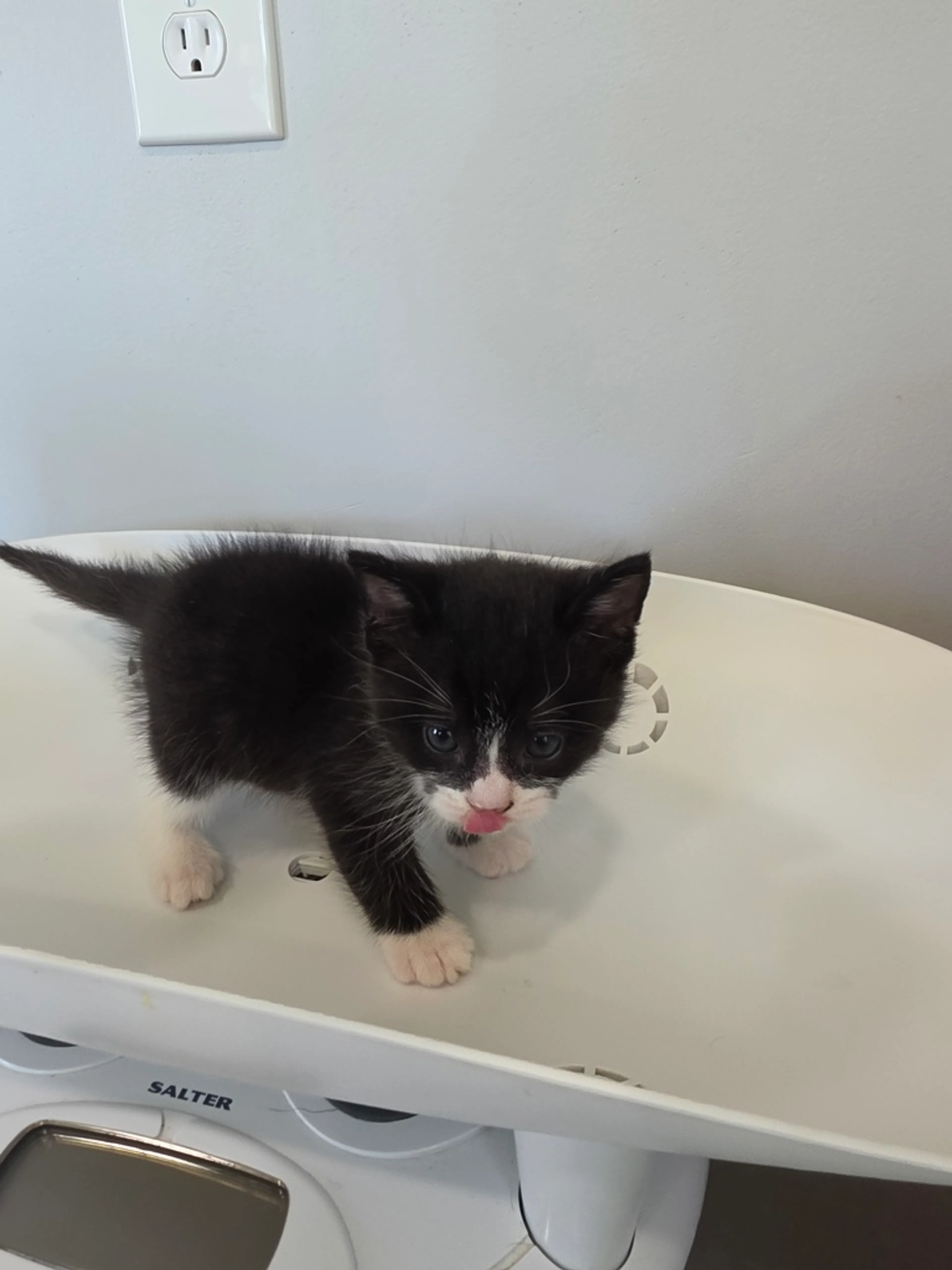 Found pet