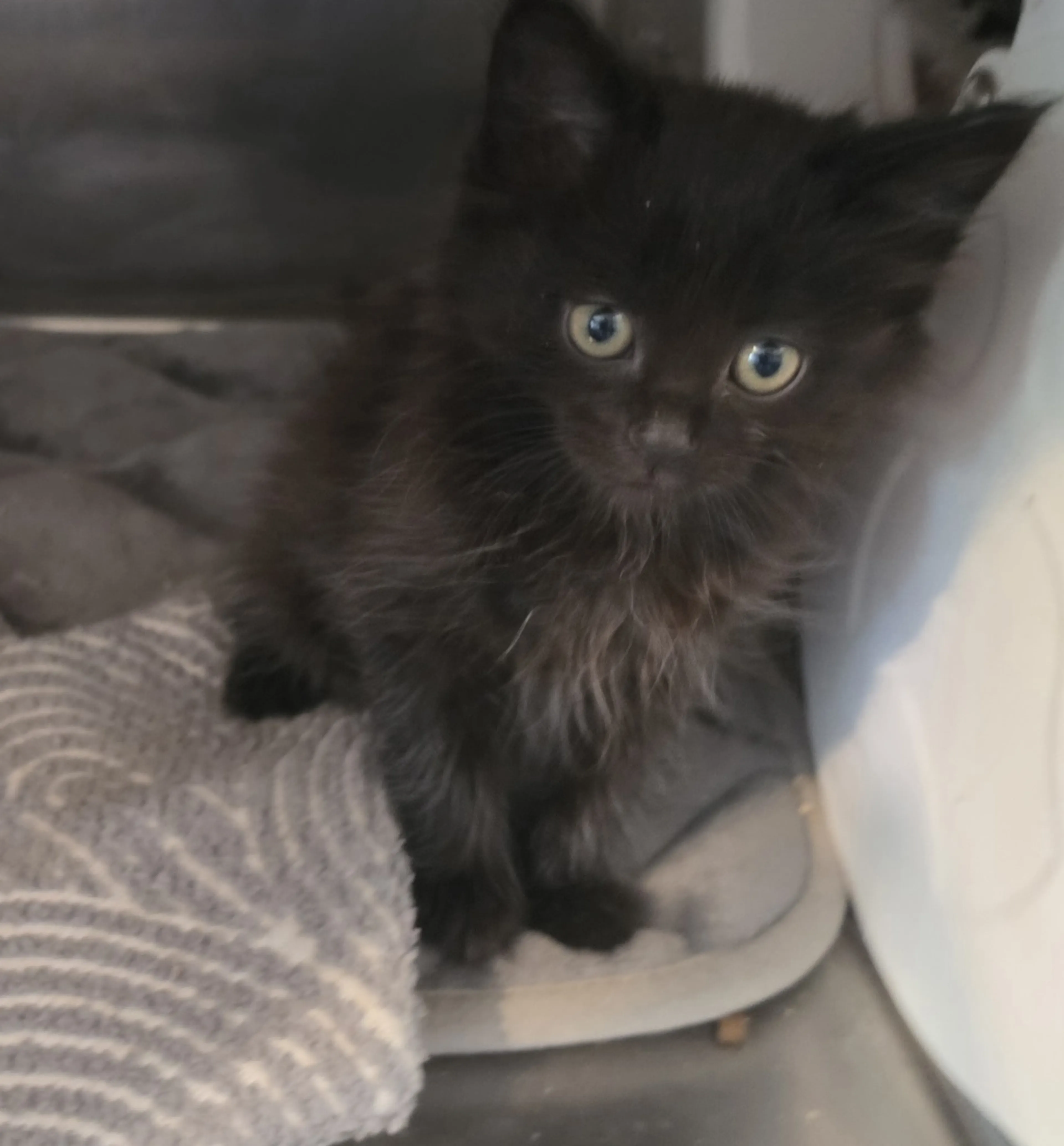Found pet