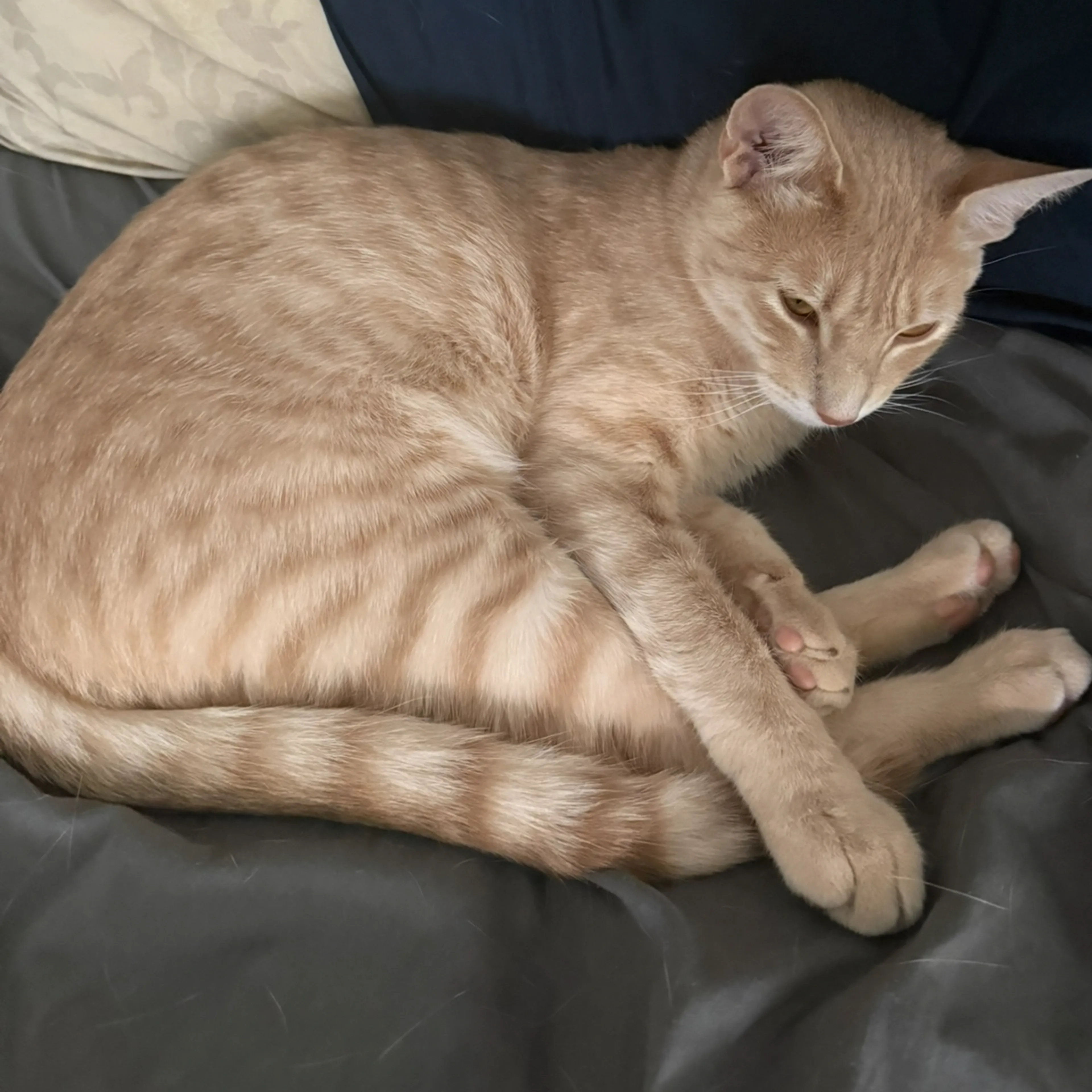 Lost pet-1
