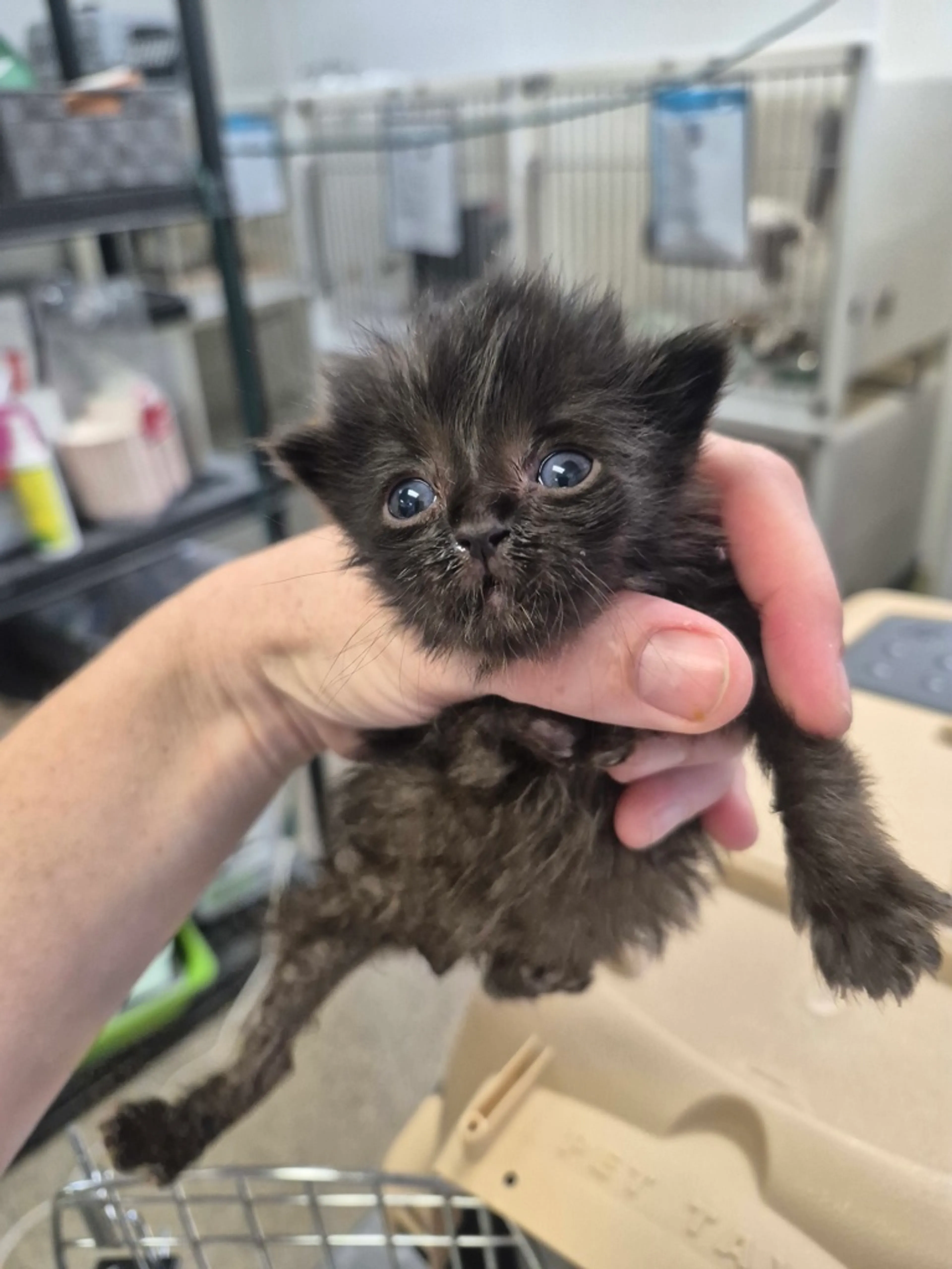 Found pet