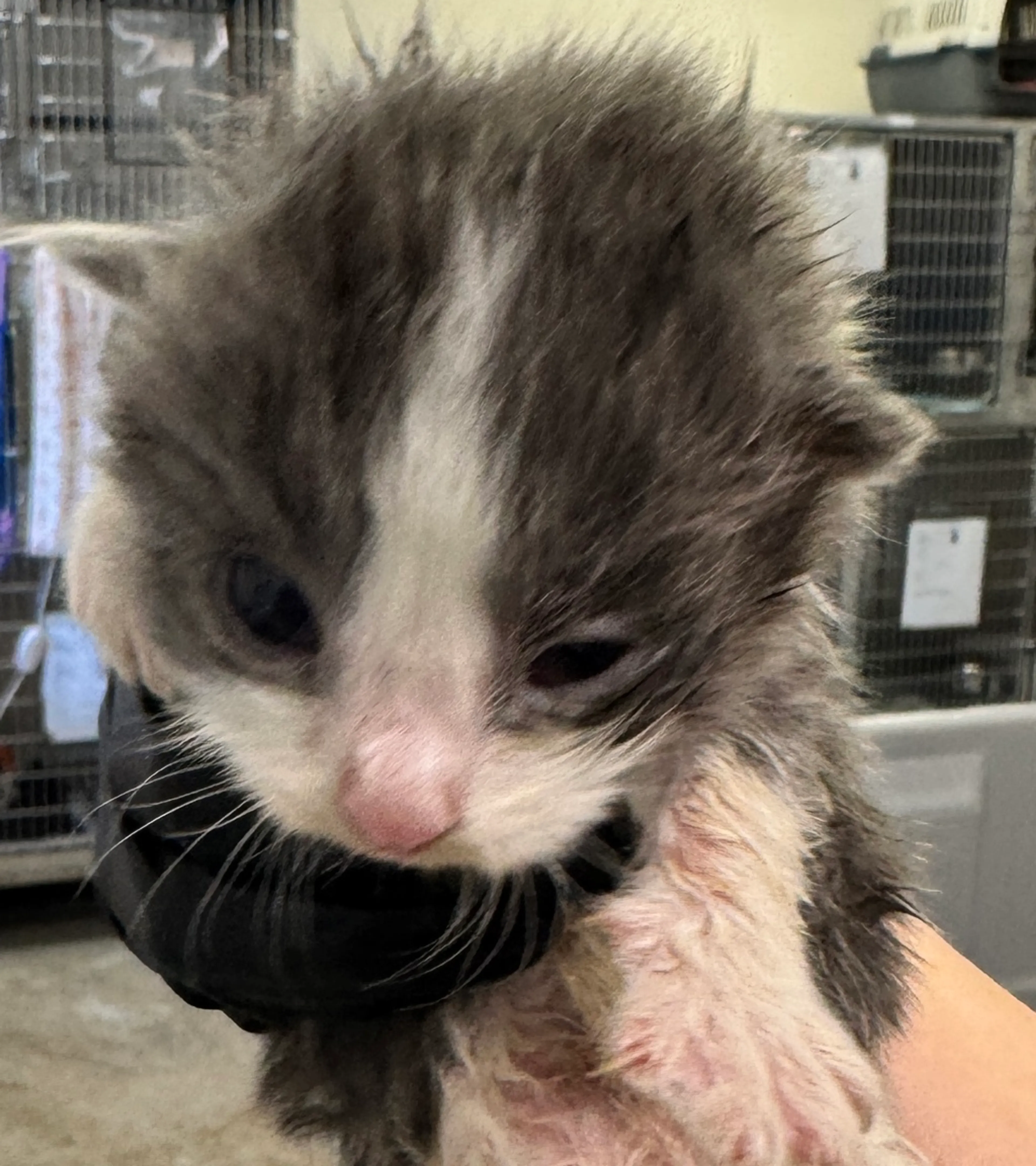 Found pet