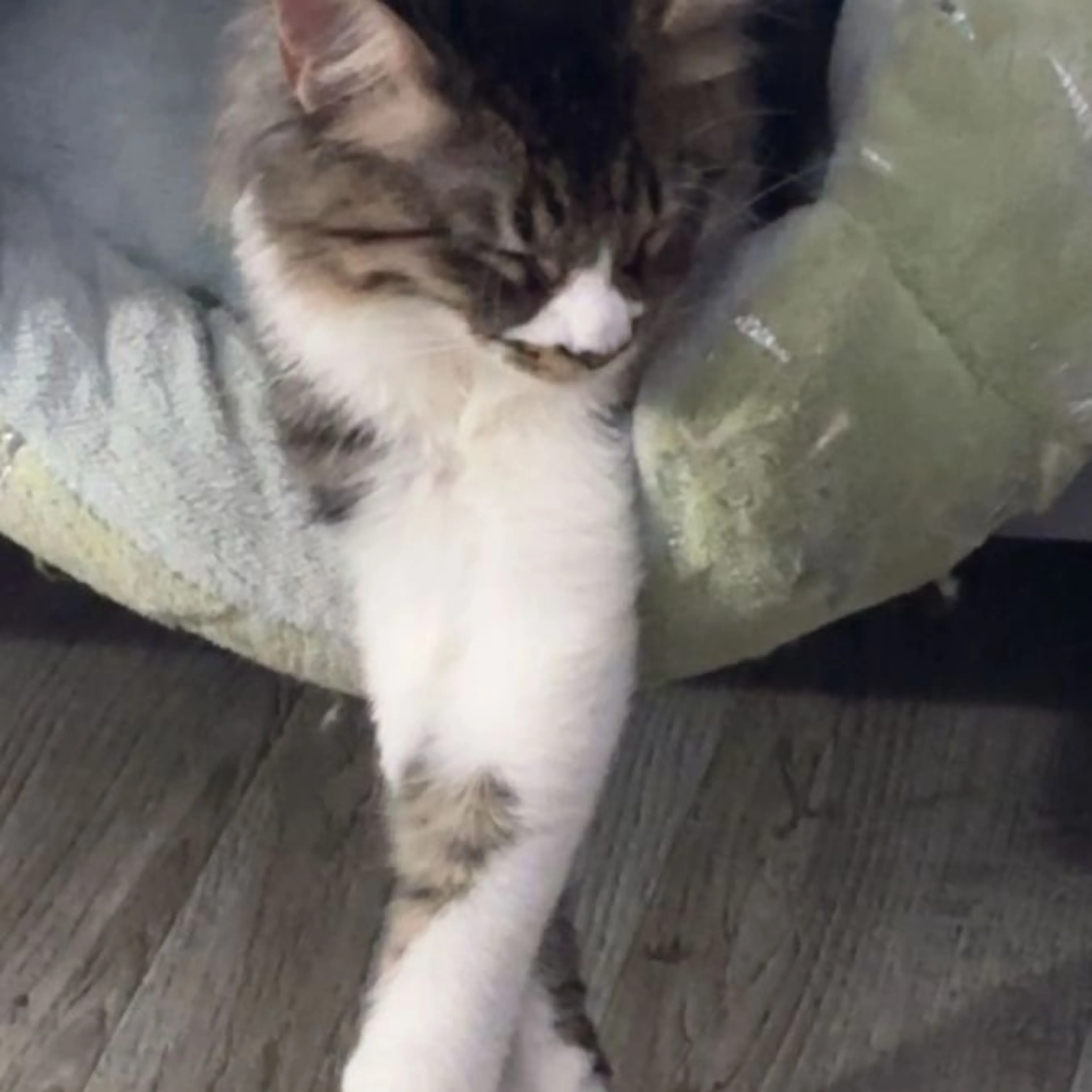 Lost pet