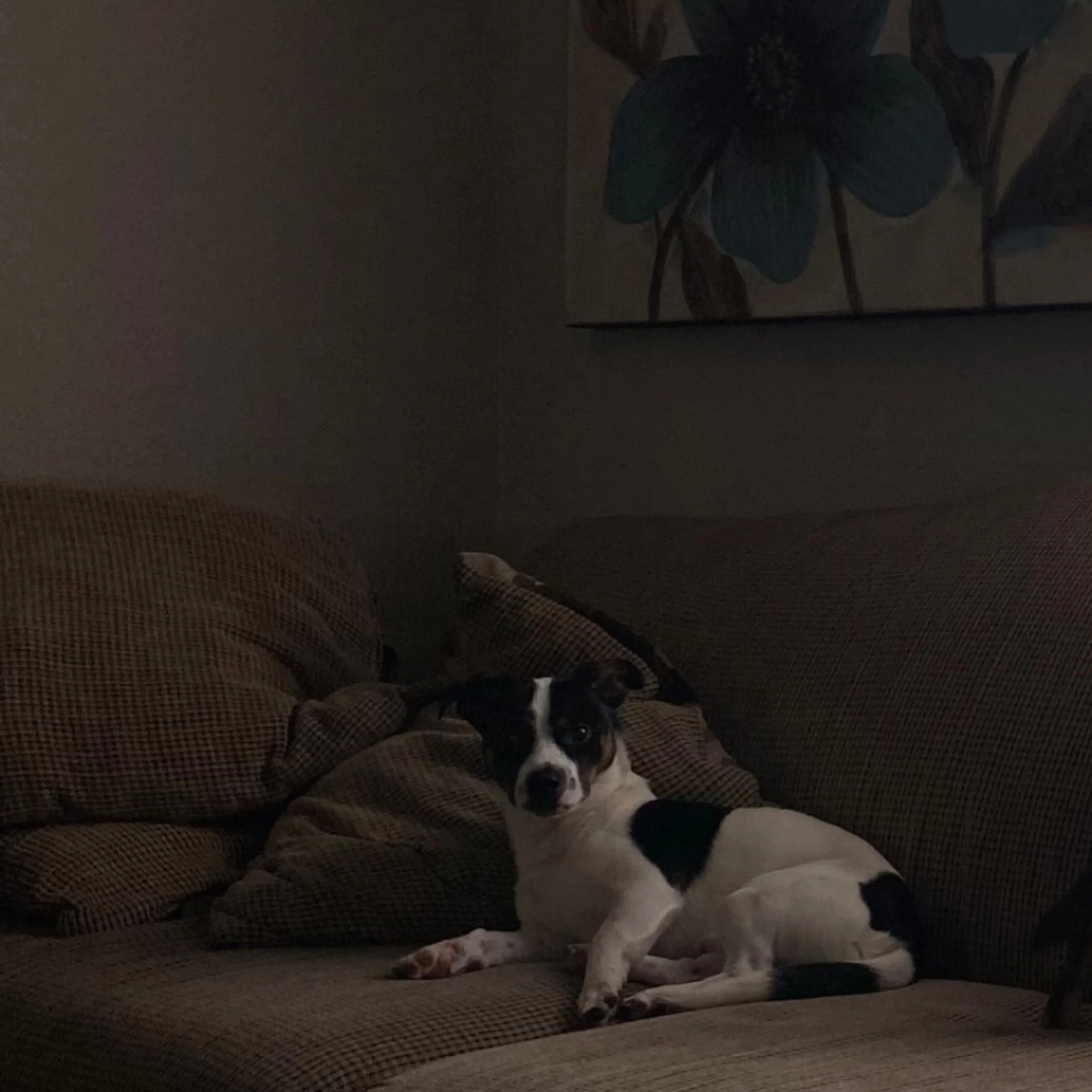 Lost pet-0