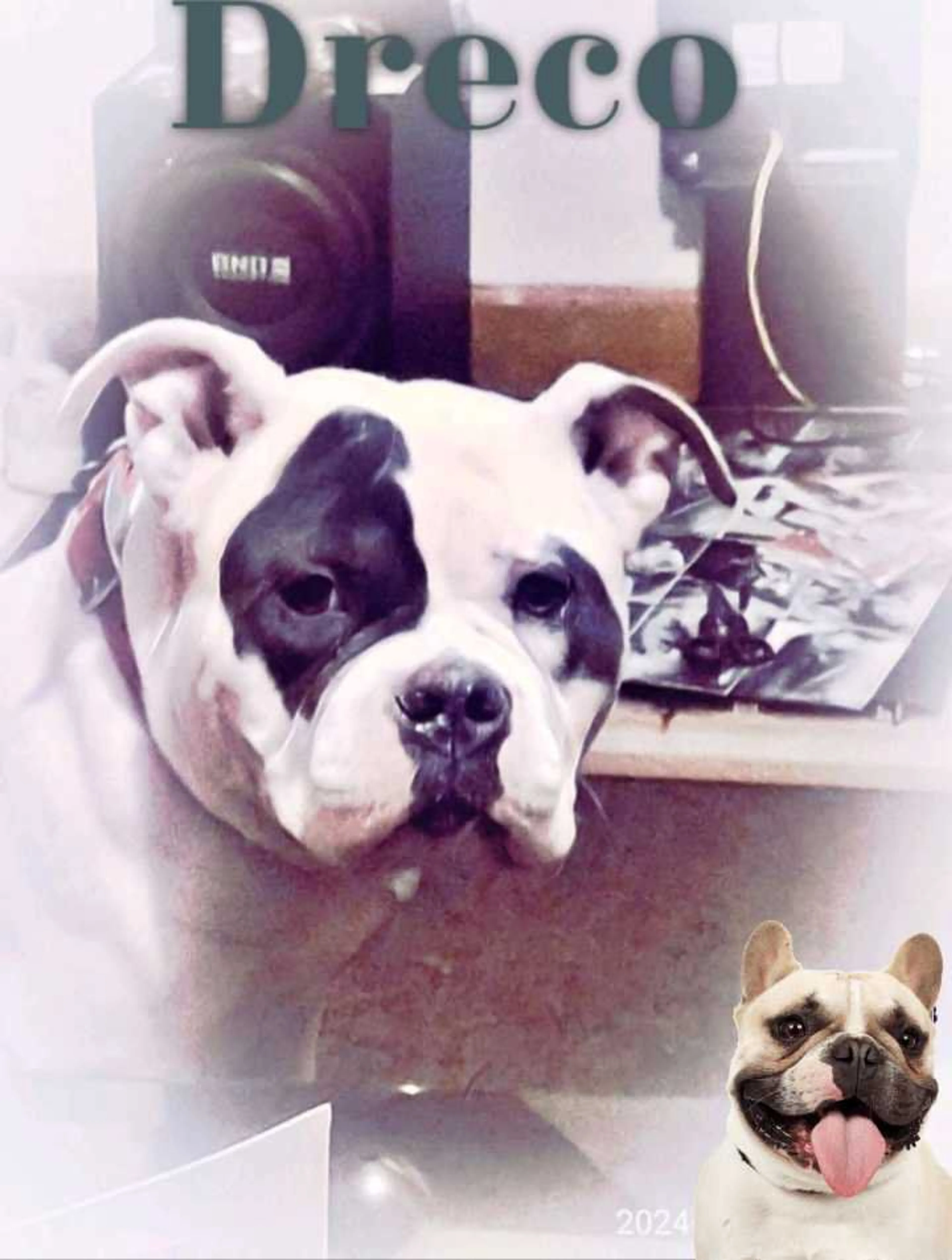 Lost pet