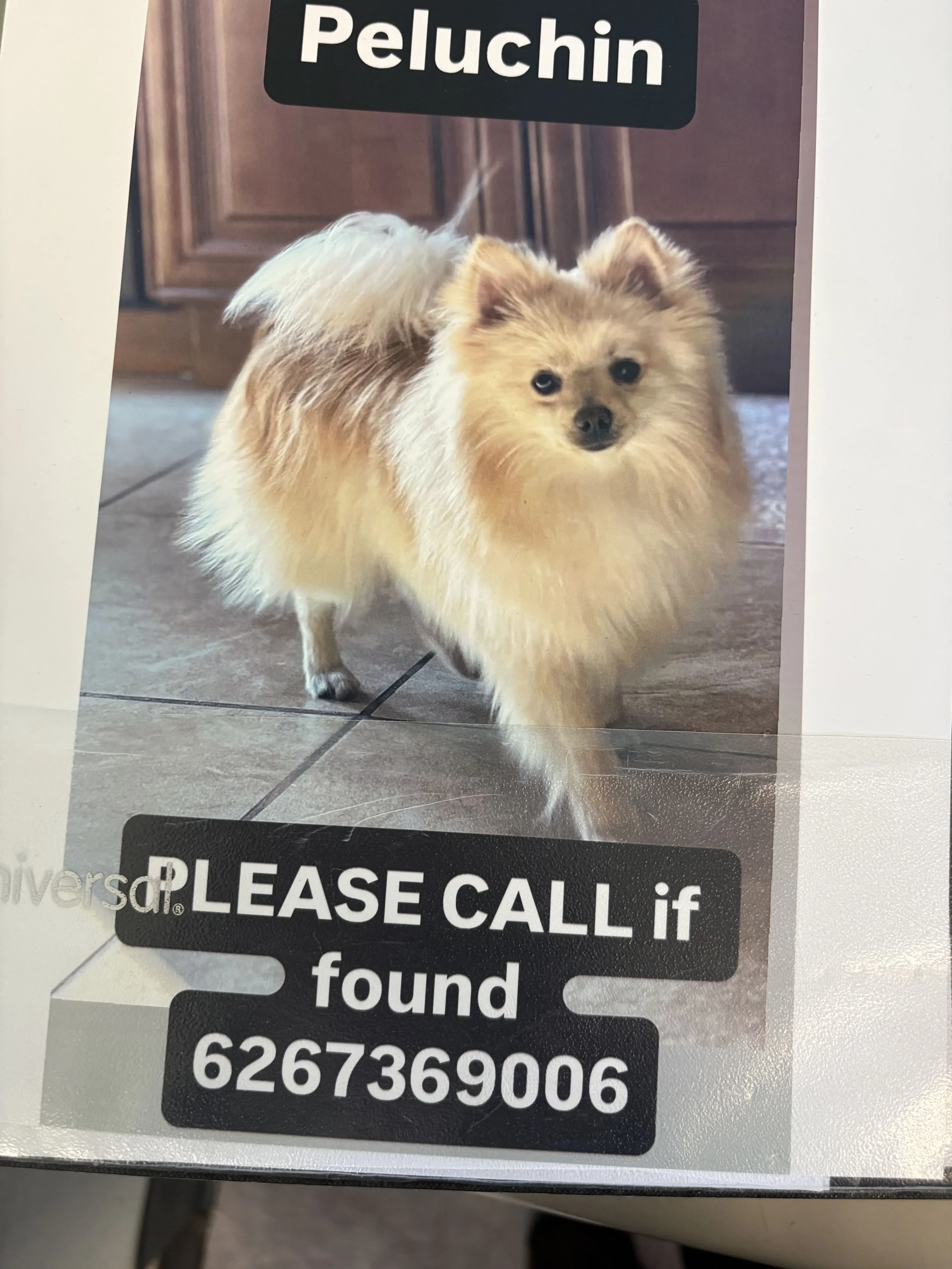 Lost pet