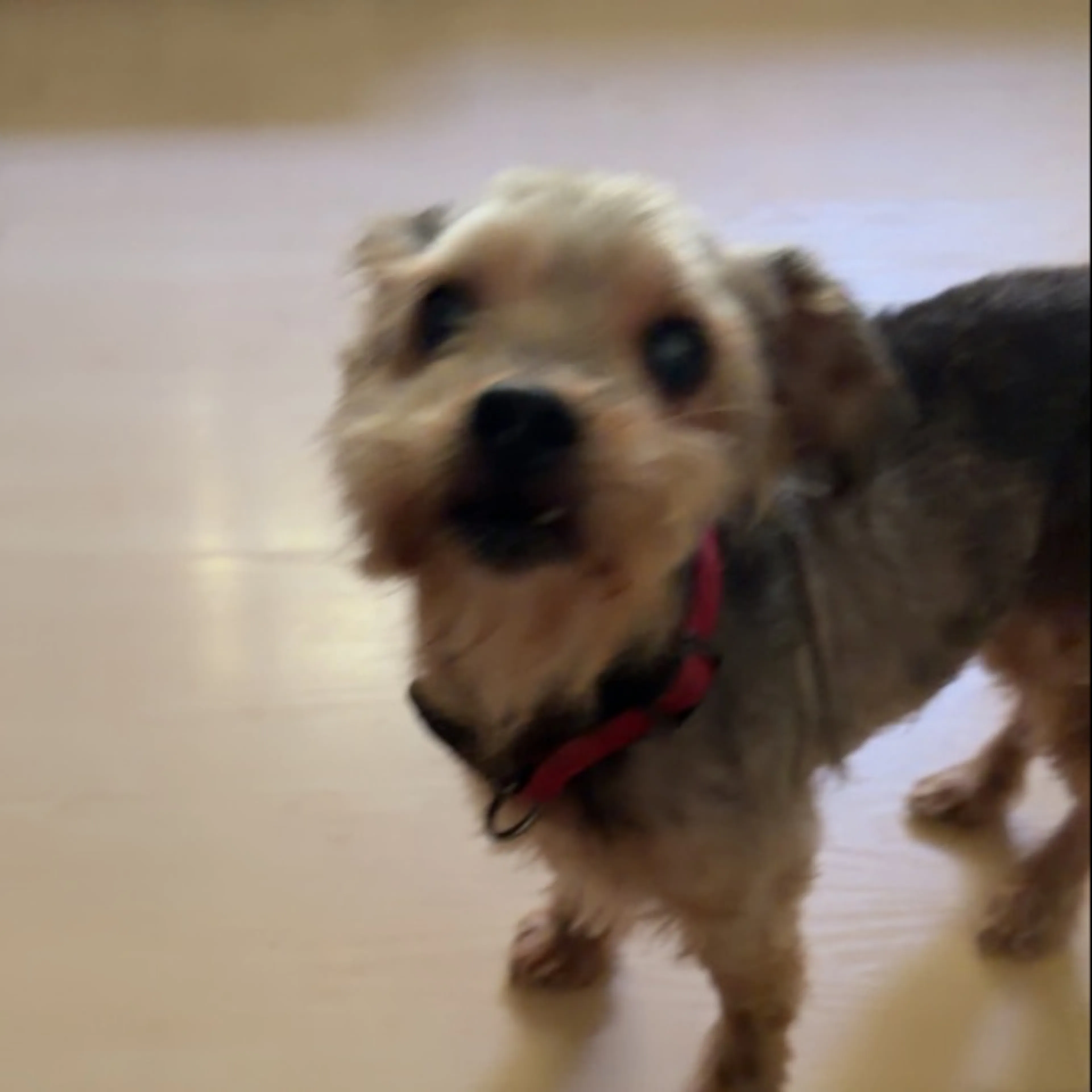 Lost pet