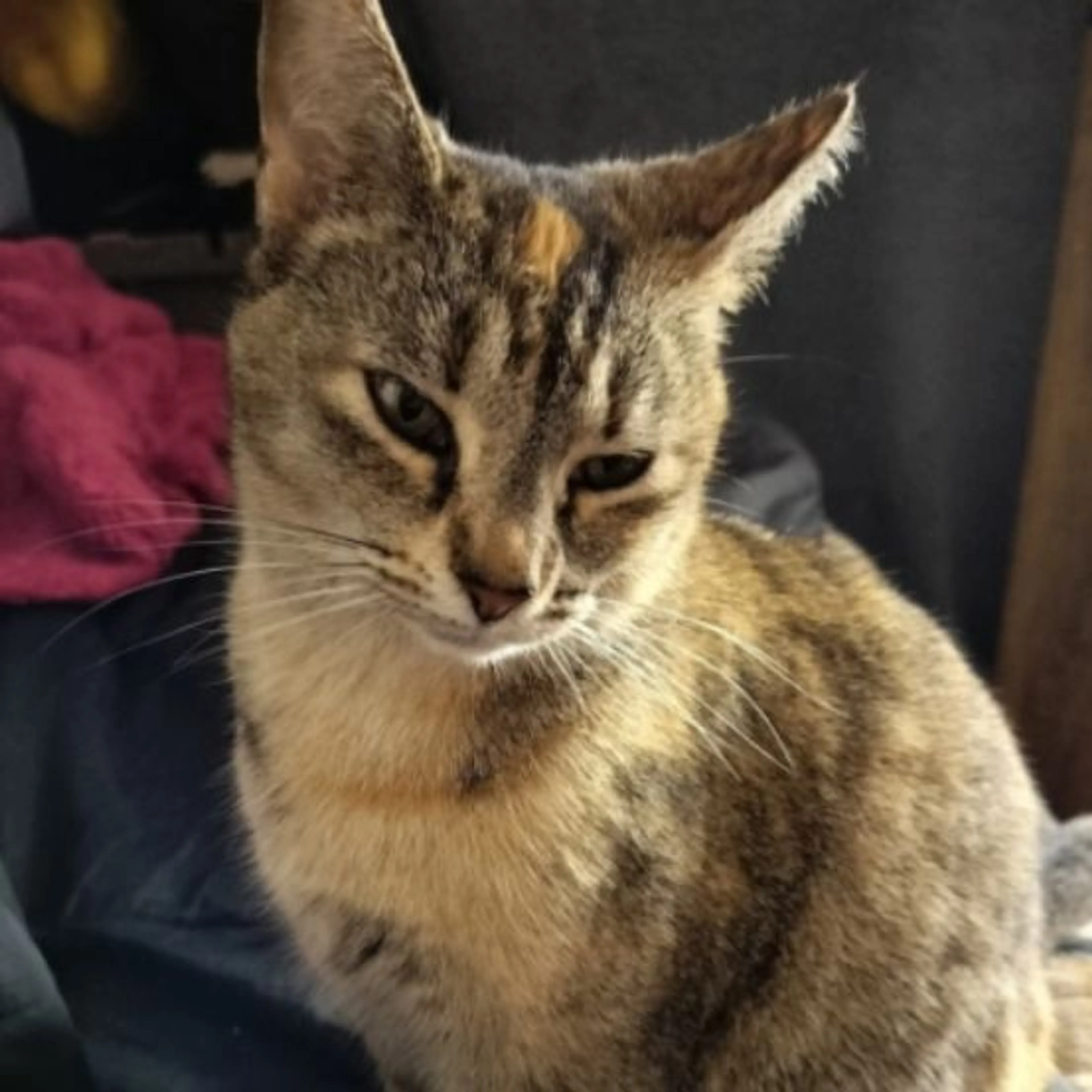 Lost pet