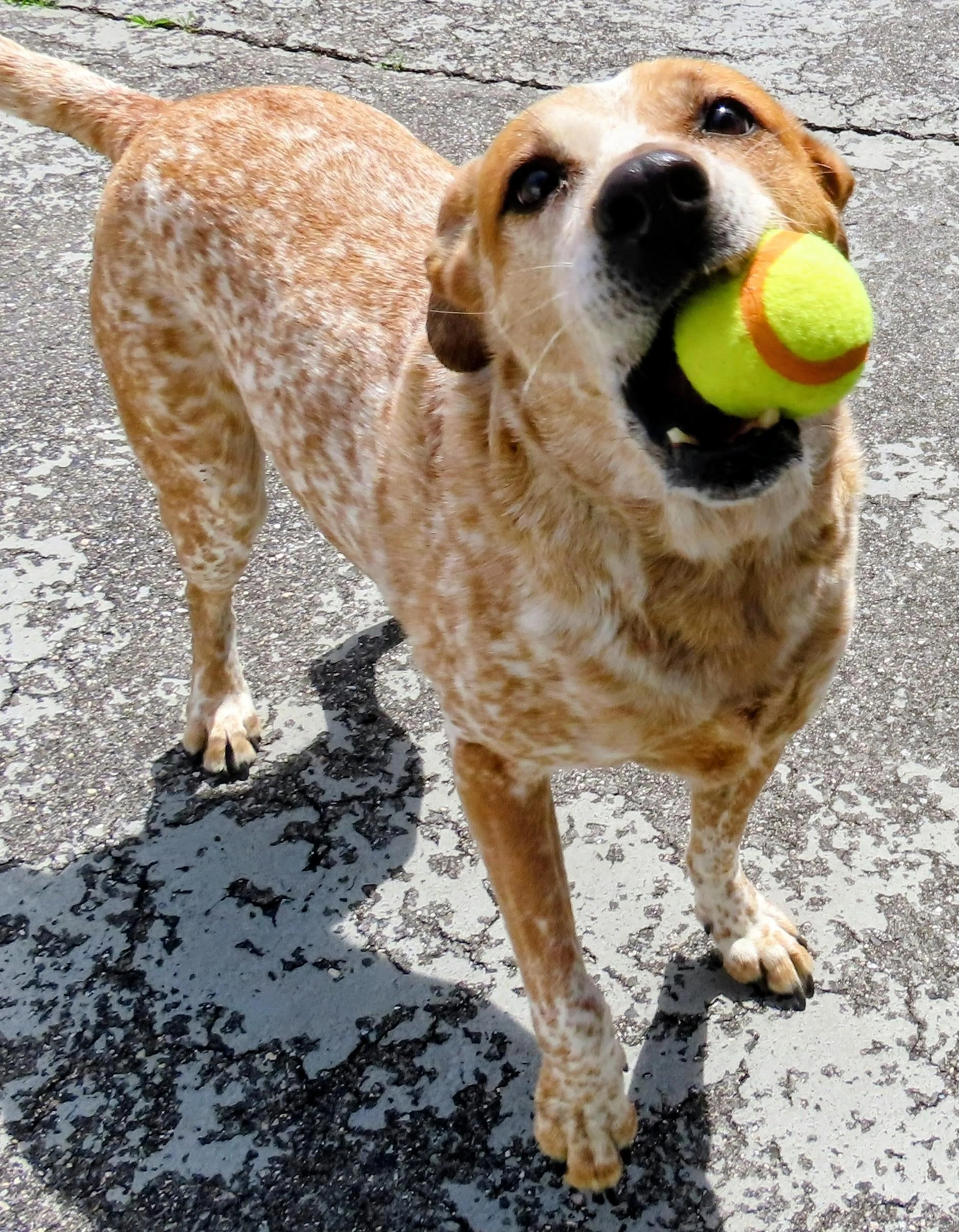 Found pet-4