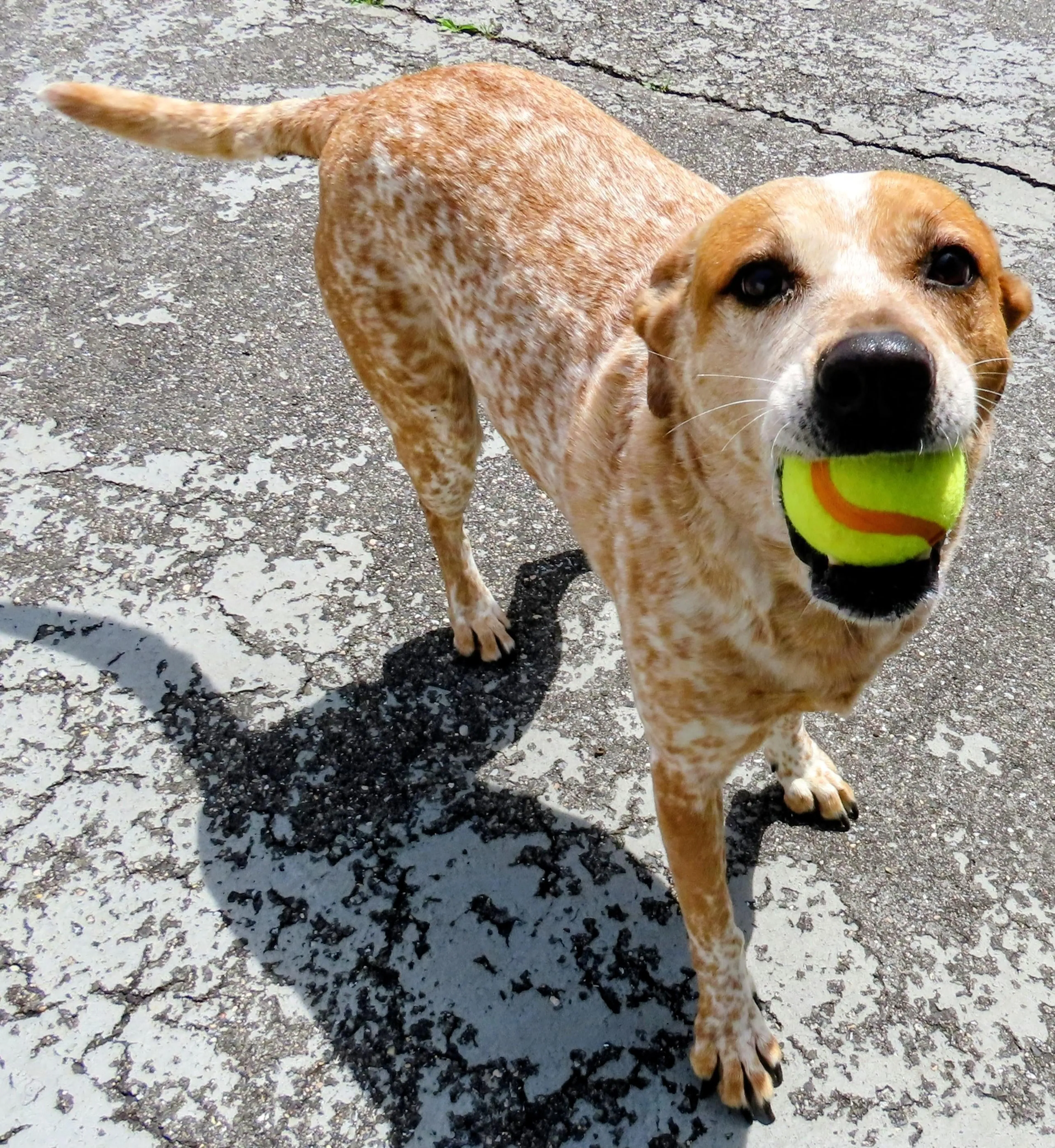 Found pet-2