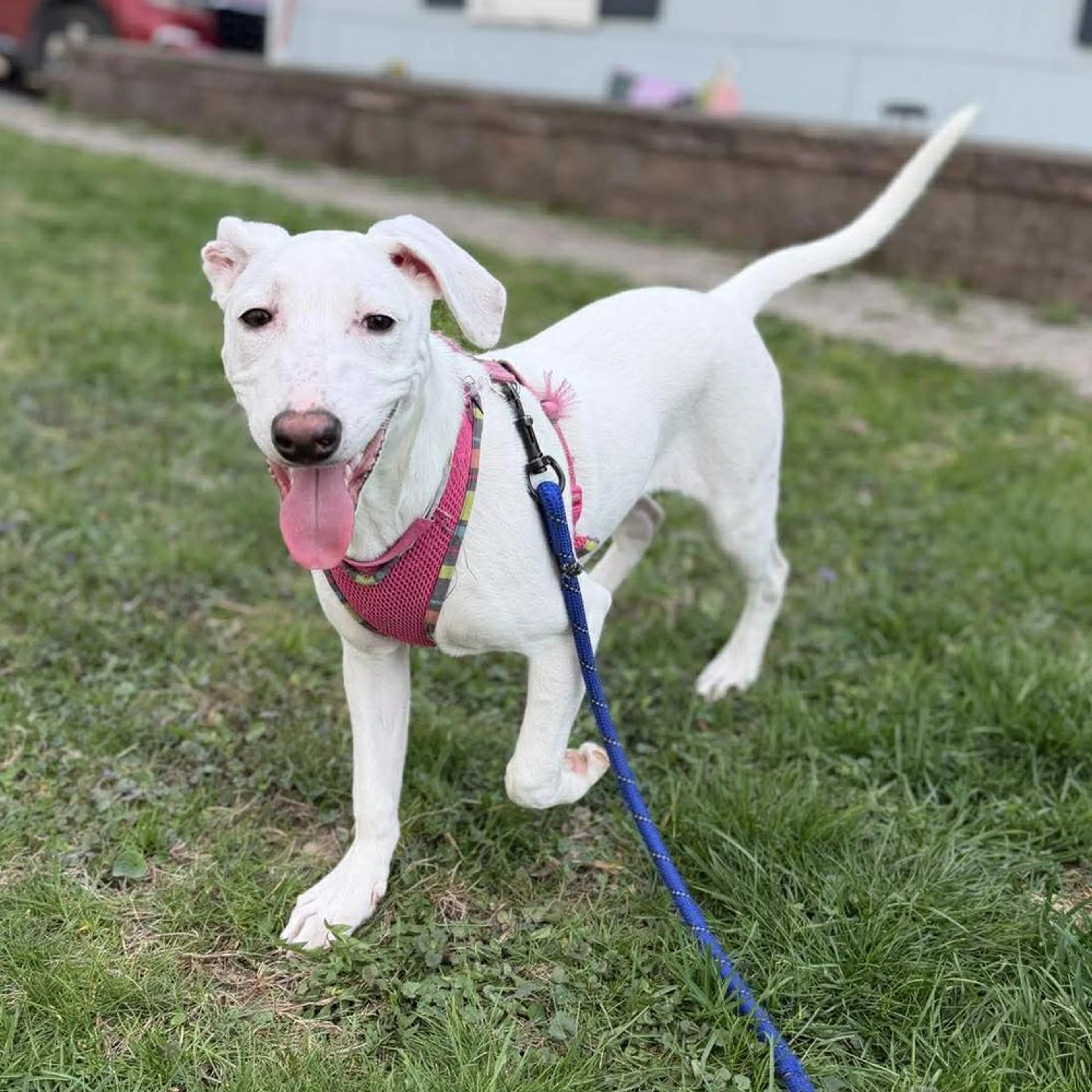 Found pet-4