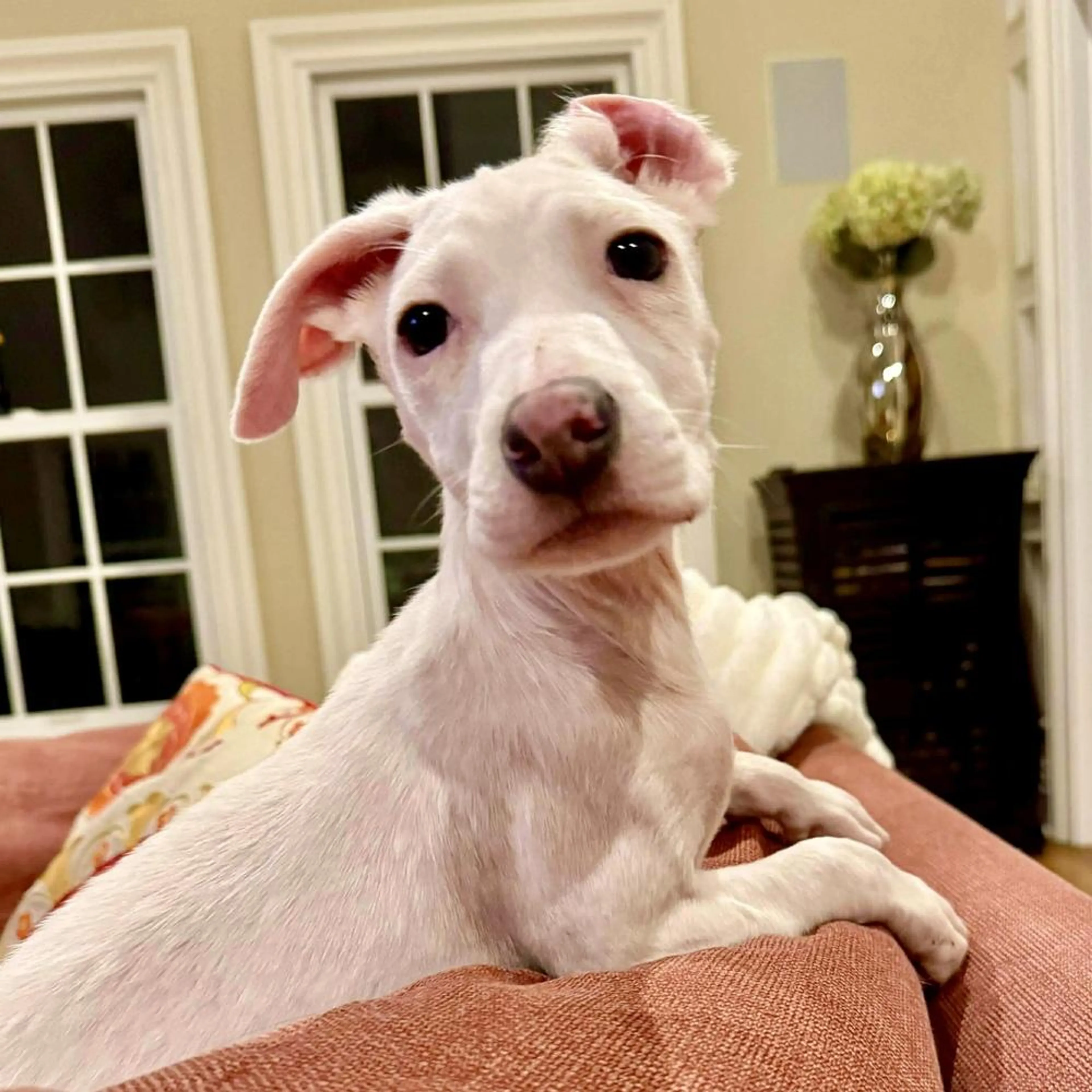 Found pet-2