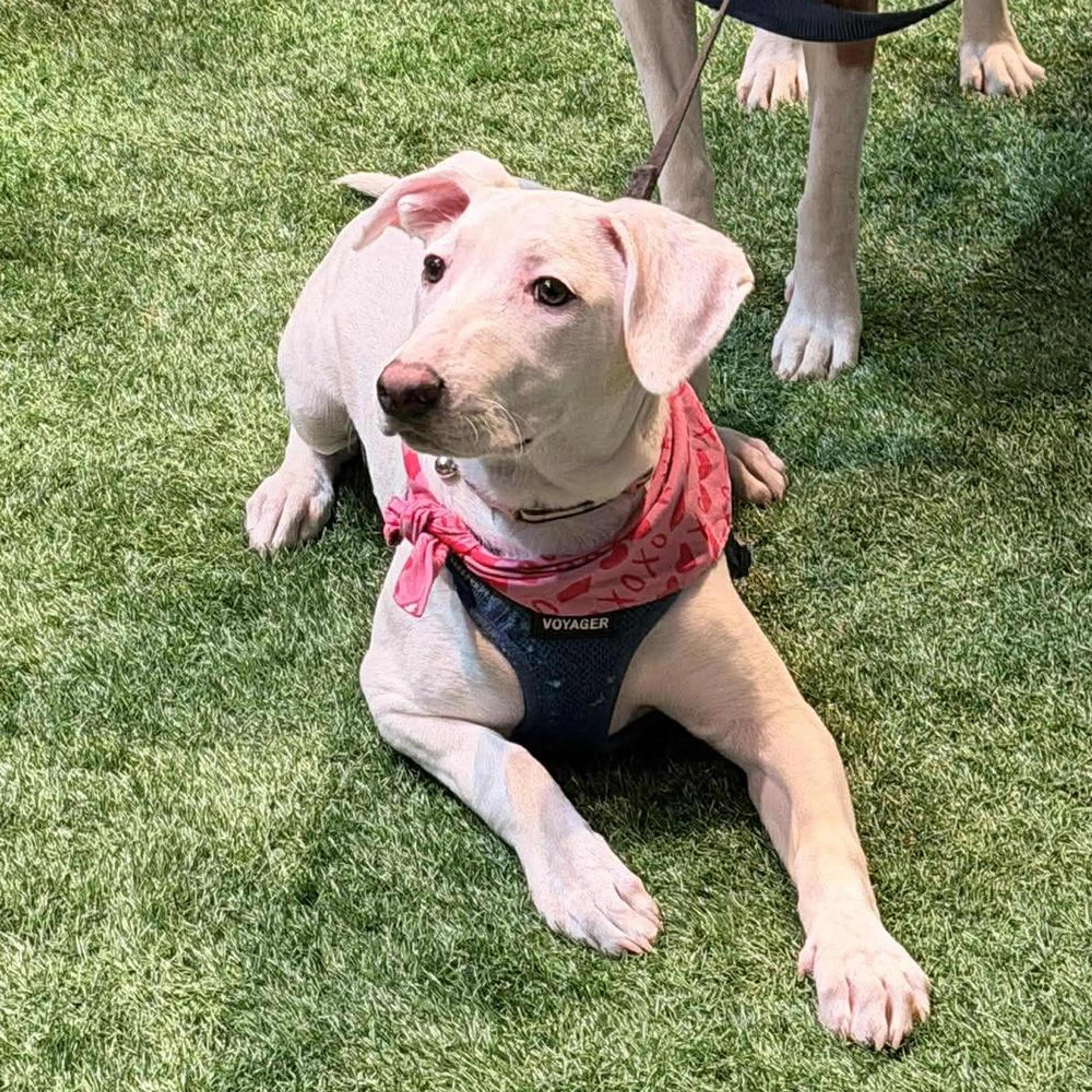 Found pet-3