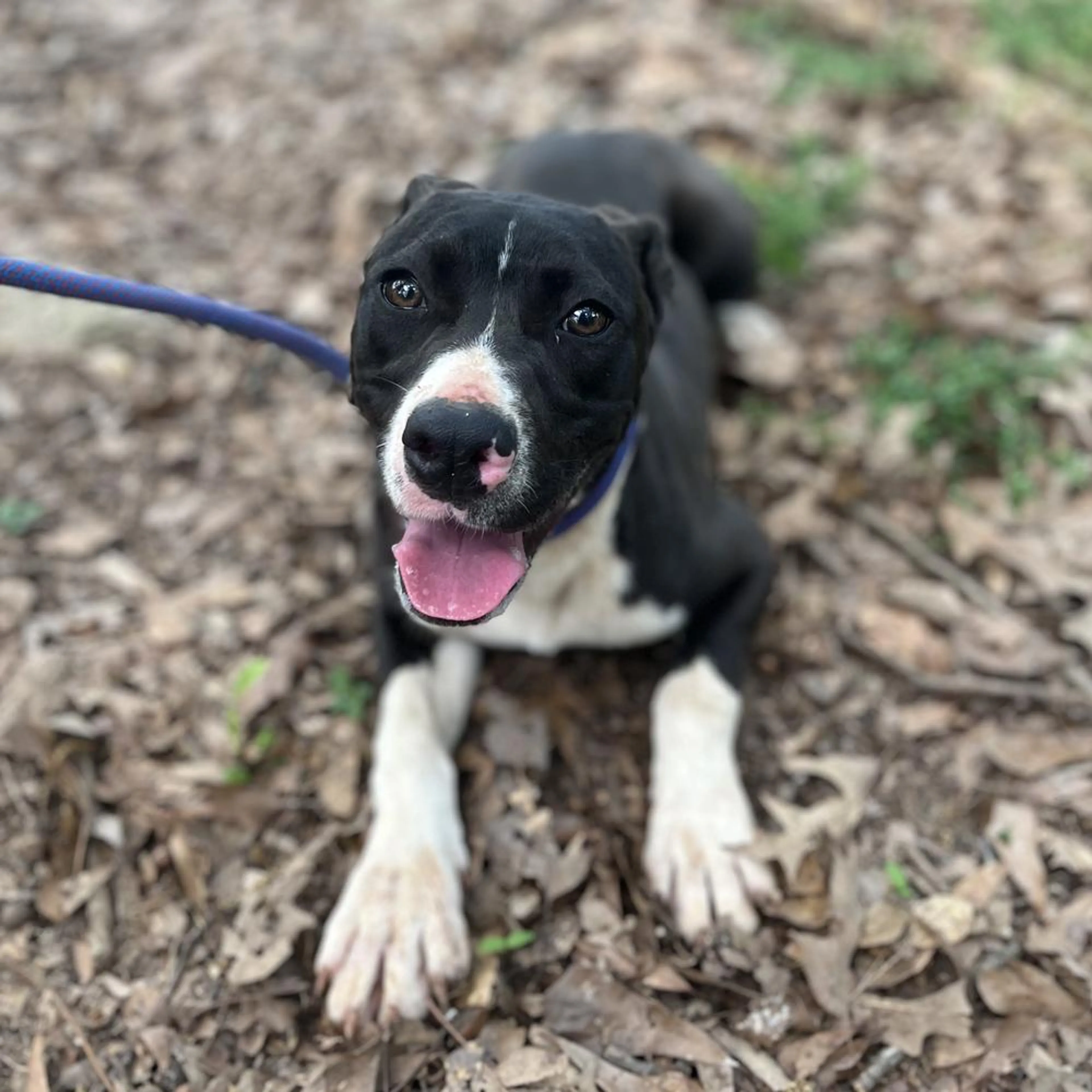Found pet-3